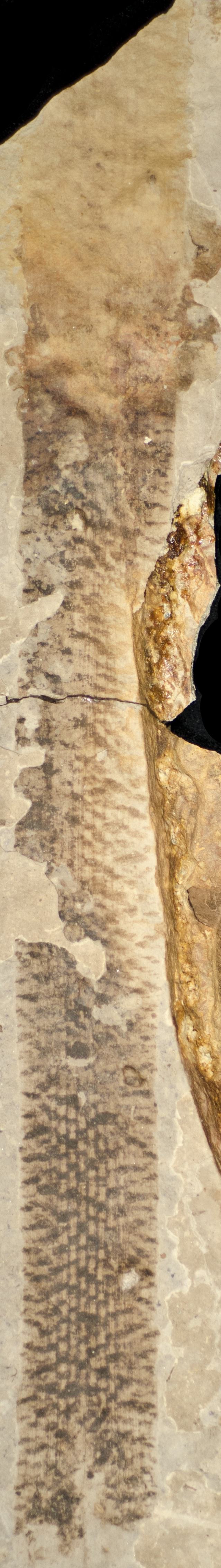 Sample 1 Image