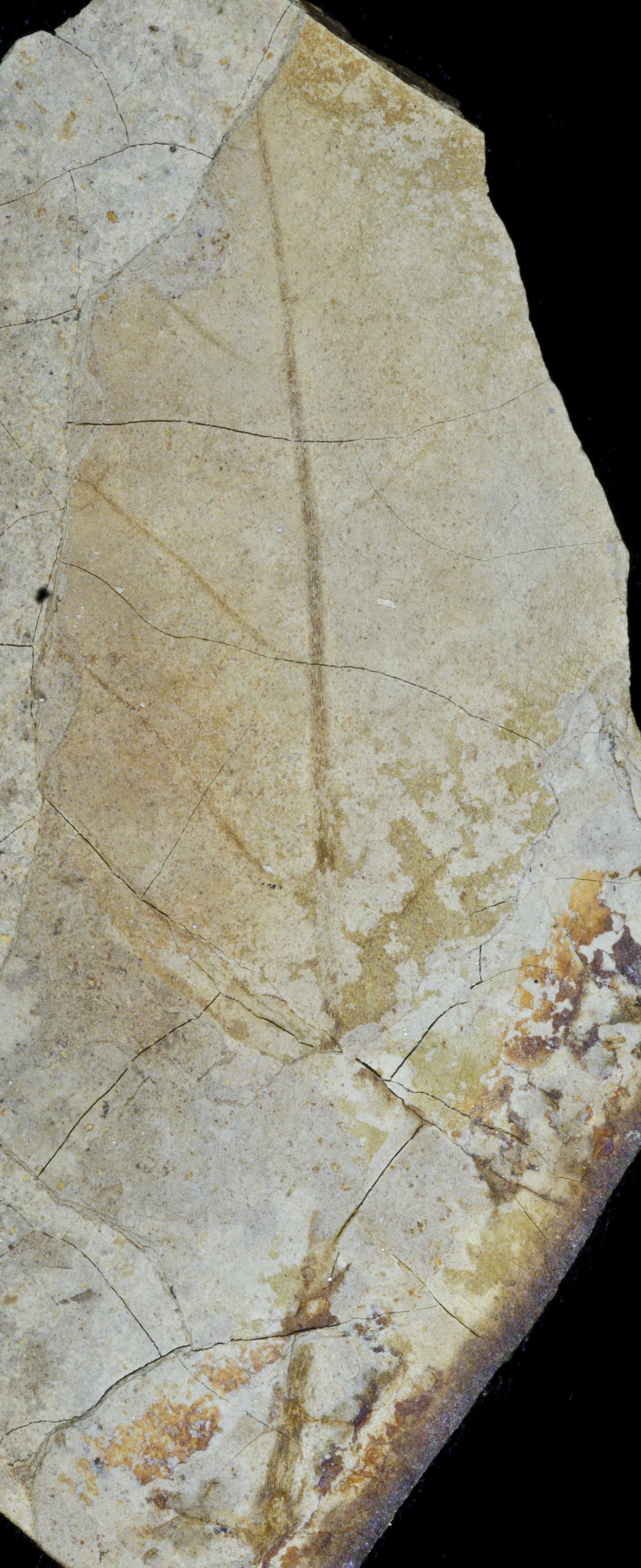Sample 1 Image