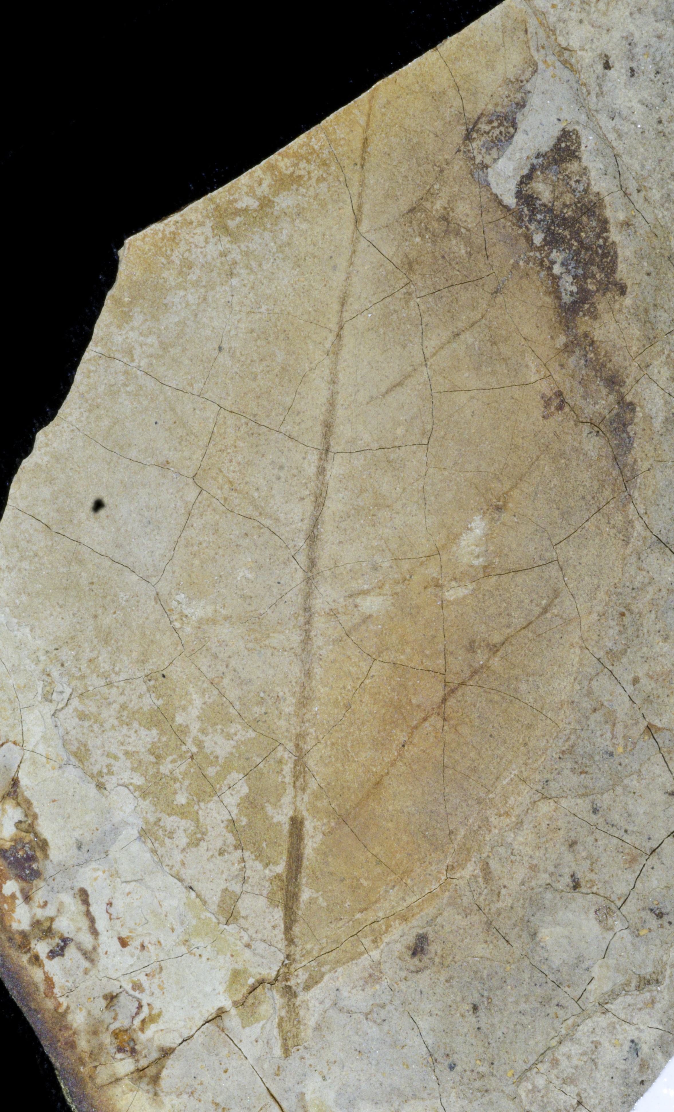 Fossil Image