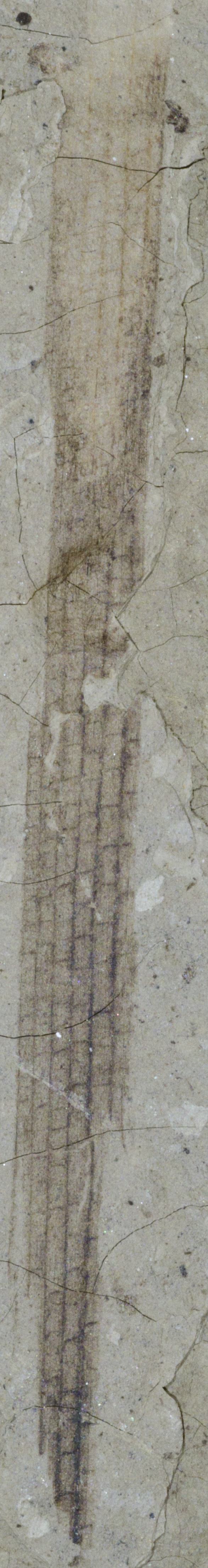 Sample 1 Image