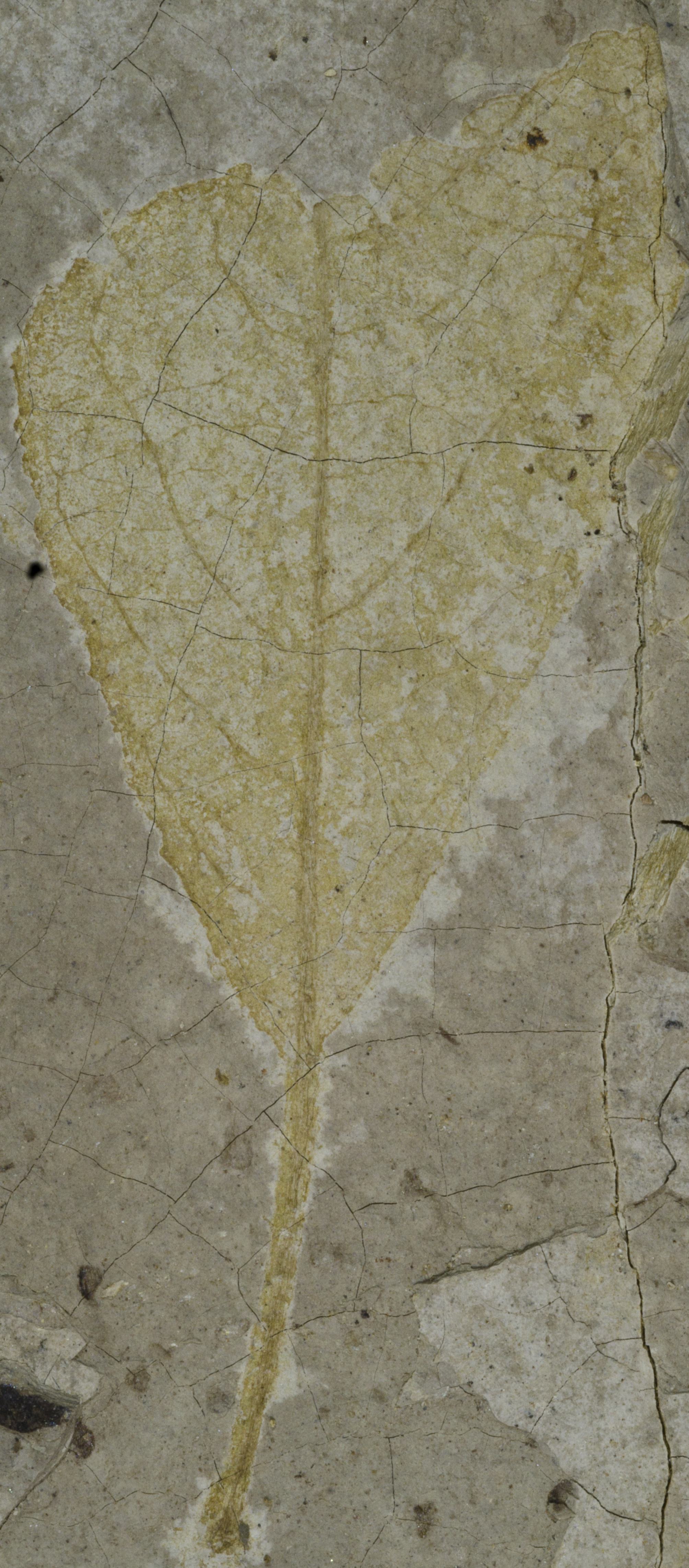 Sample 1 Image