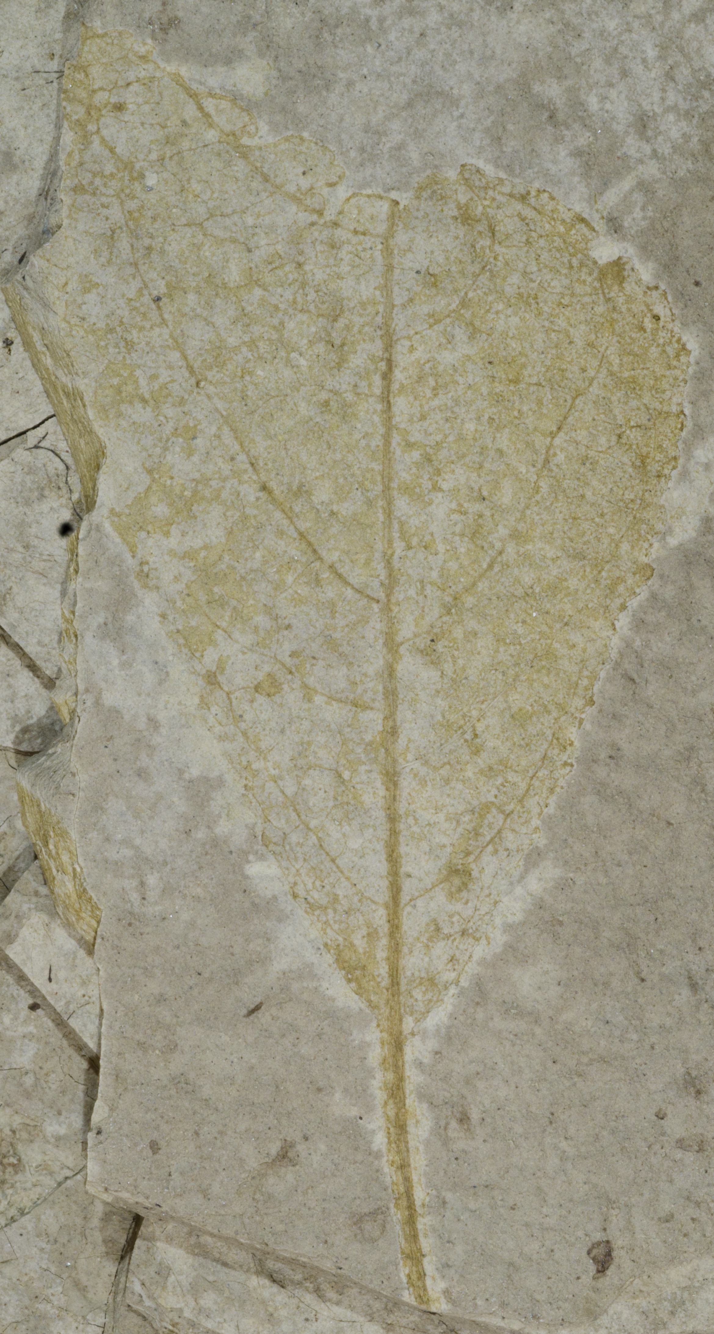 Fossil Image