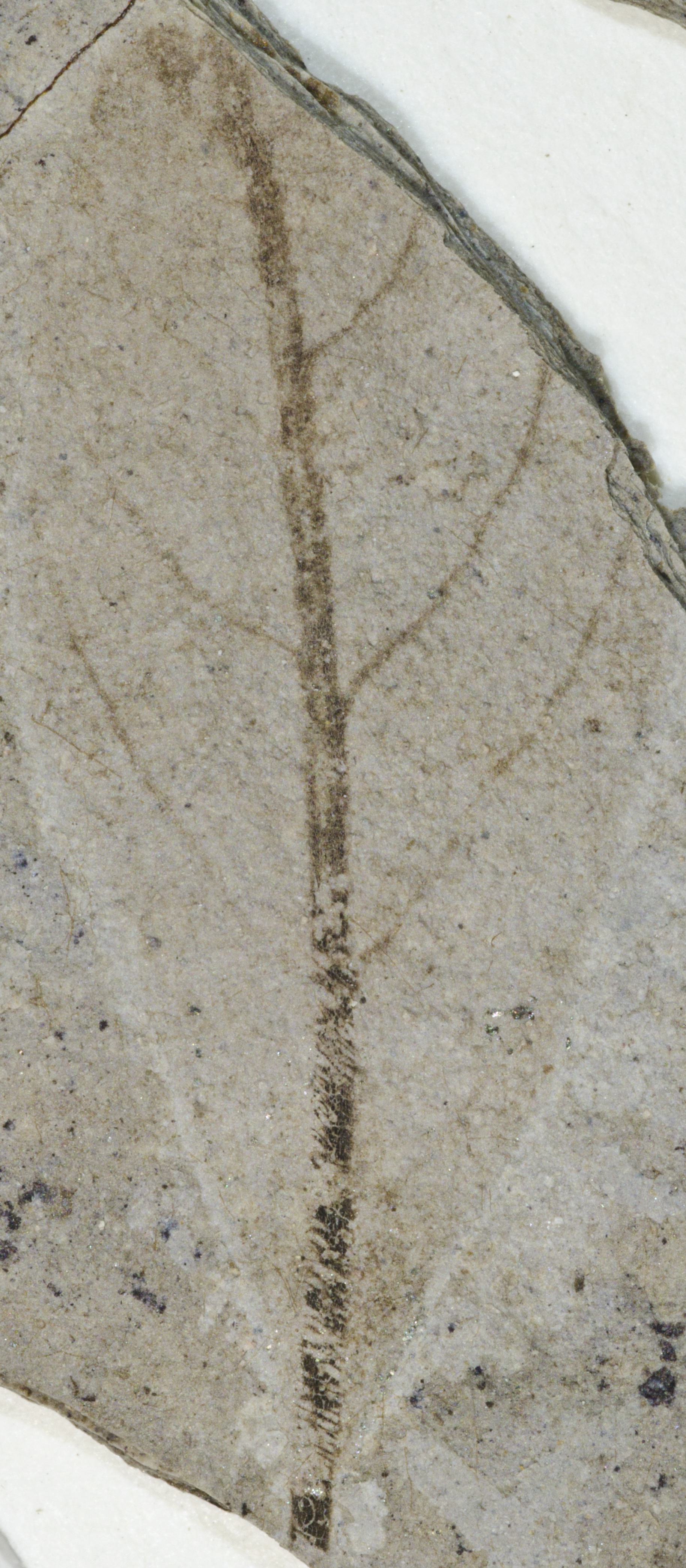 Fossil Image