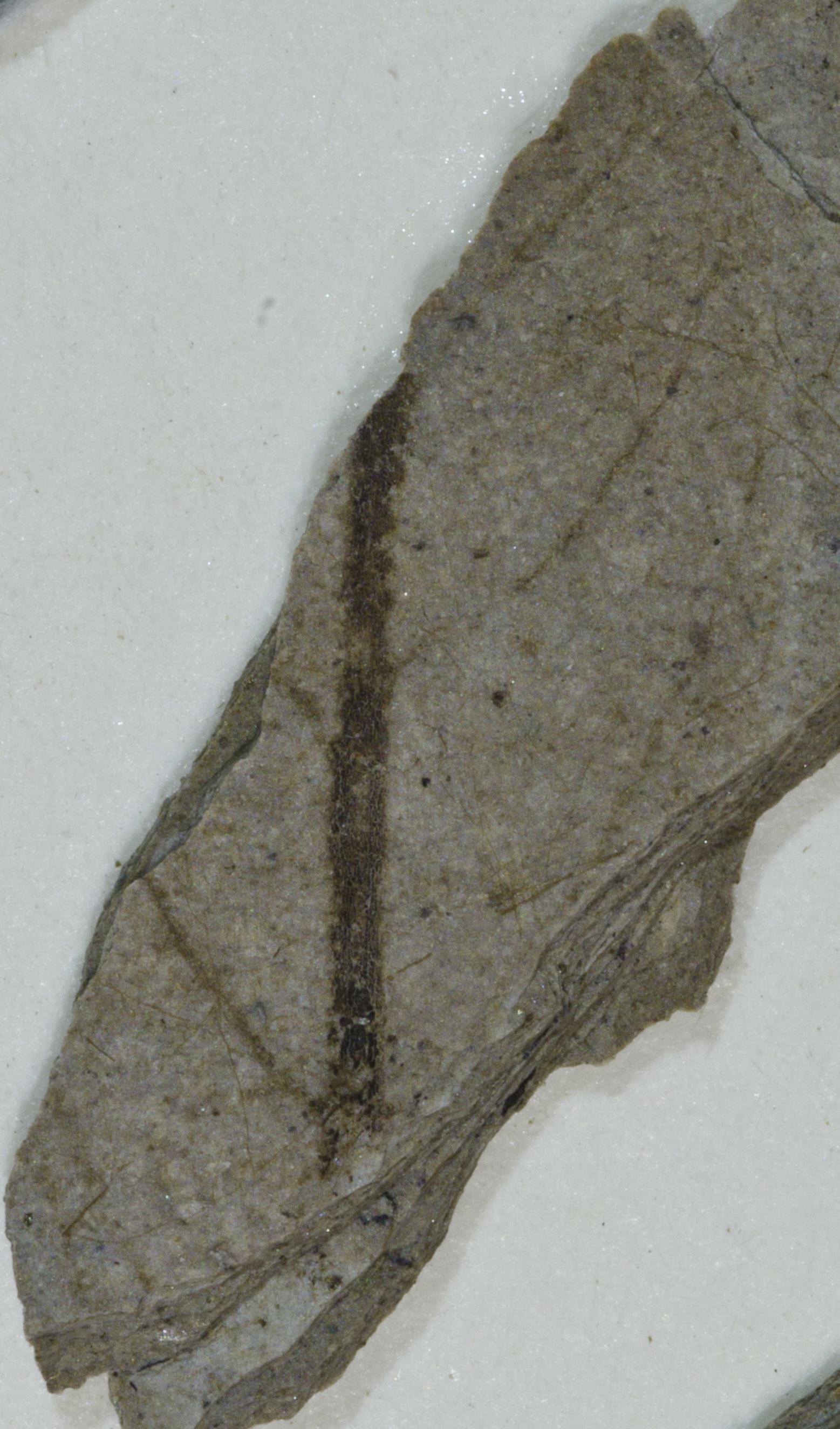 Fossil Image