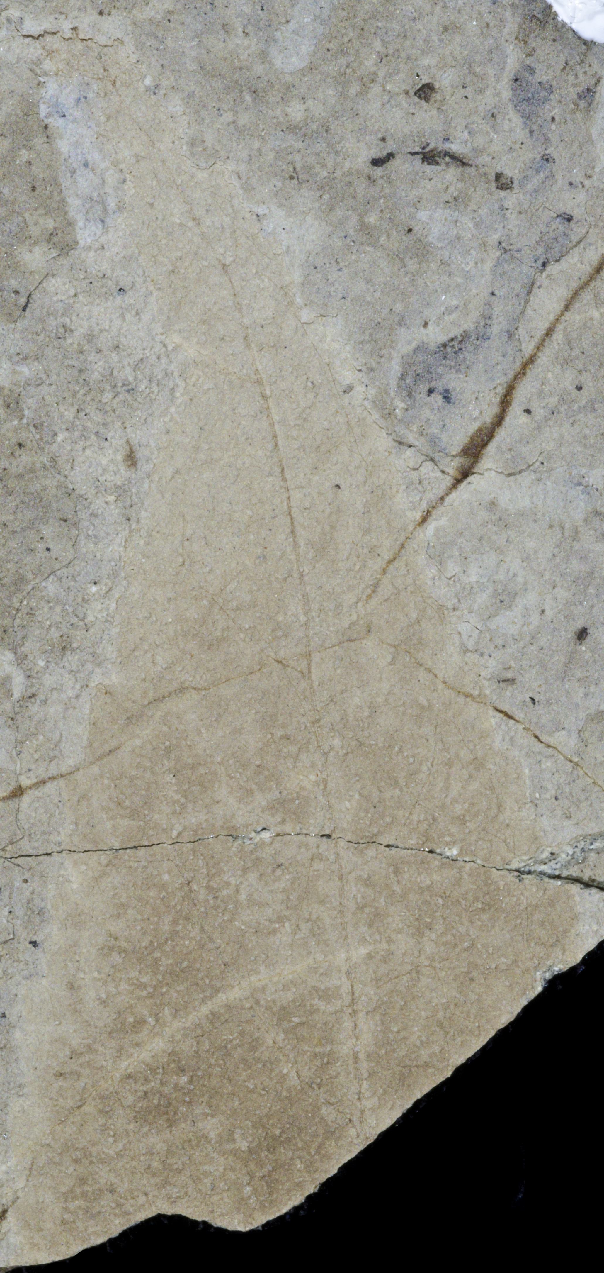 Sample 1 Image
