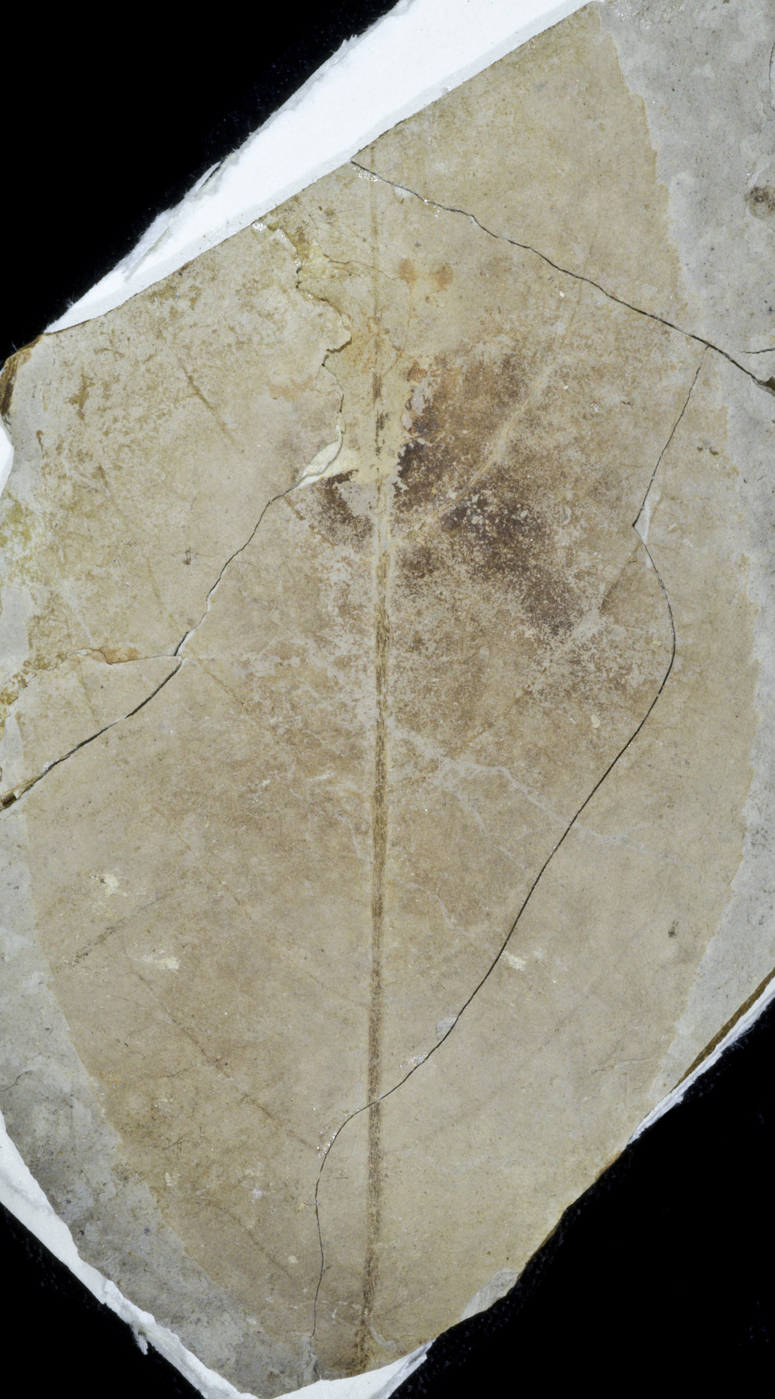 Fossil Image