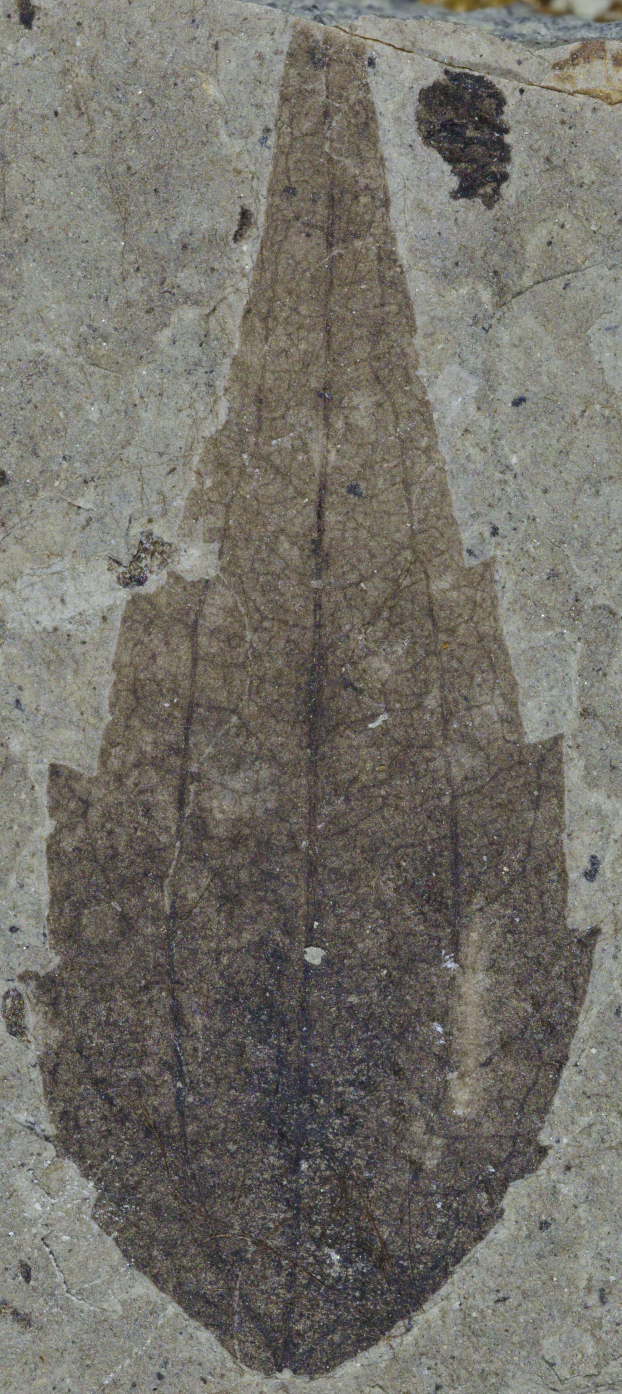 Fossil Image