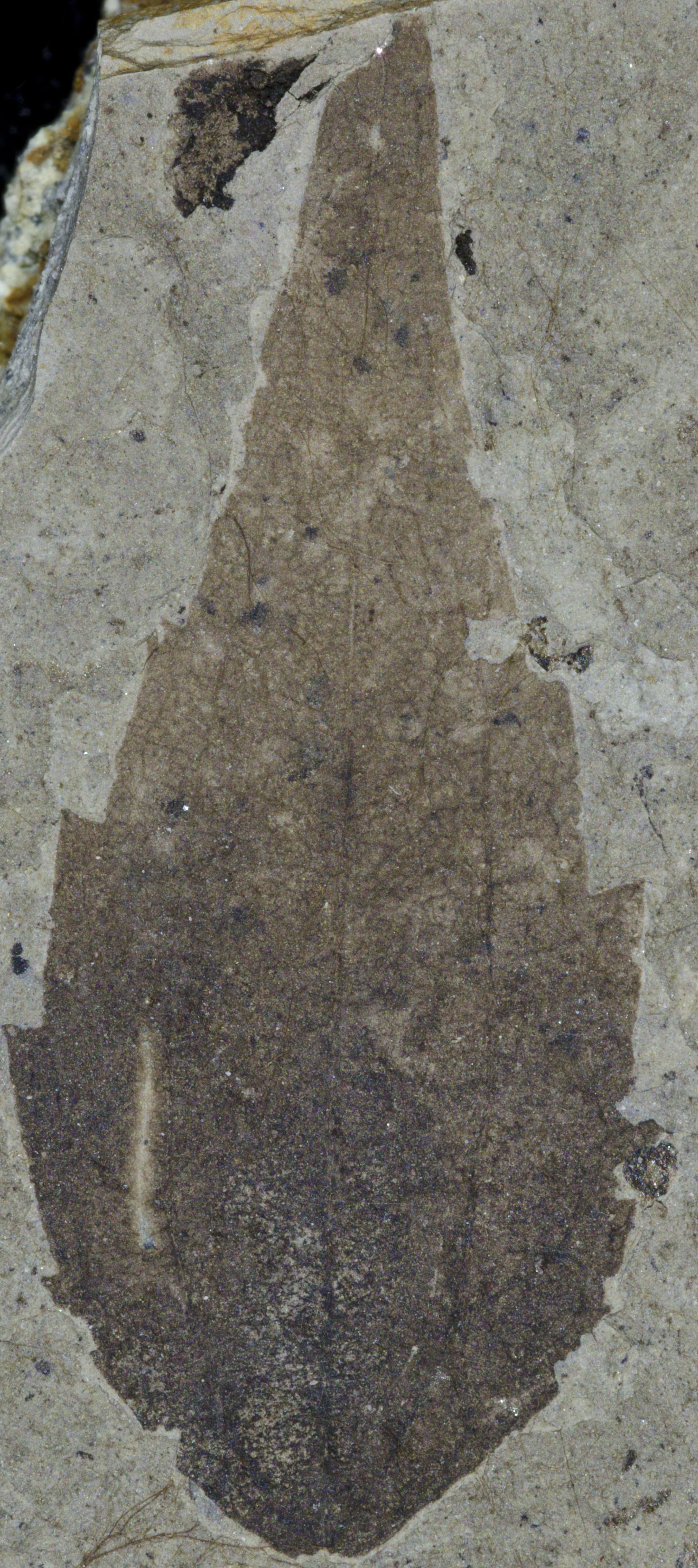 Fossil Image