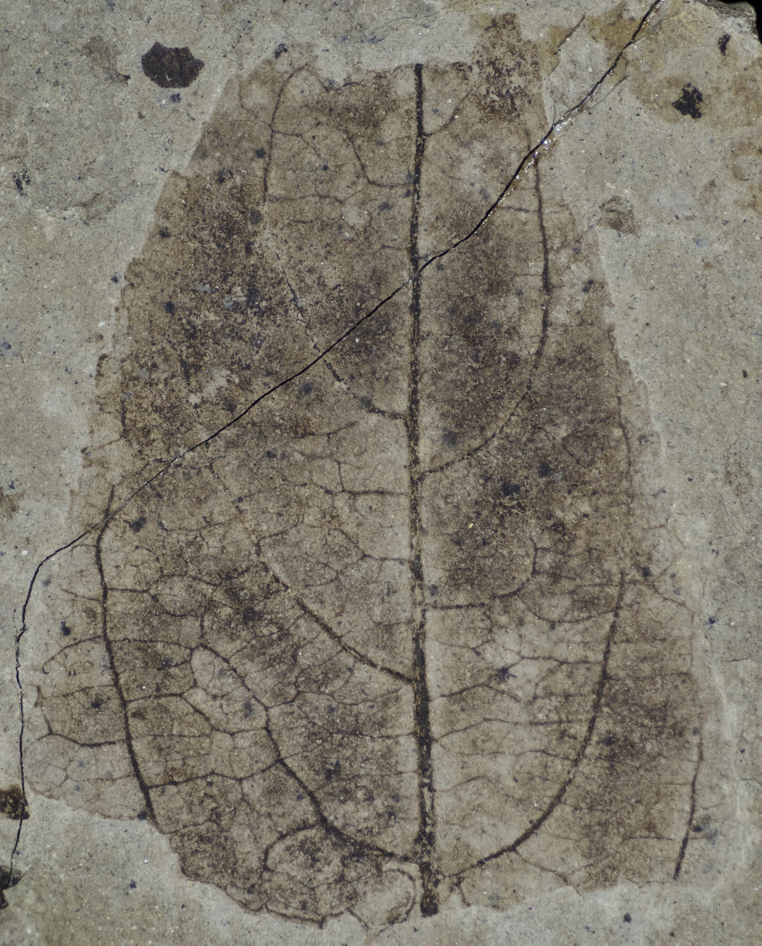 Fossil Image