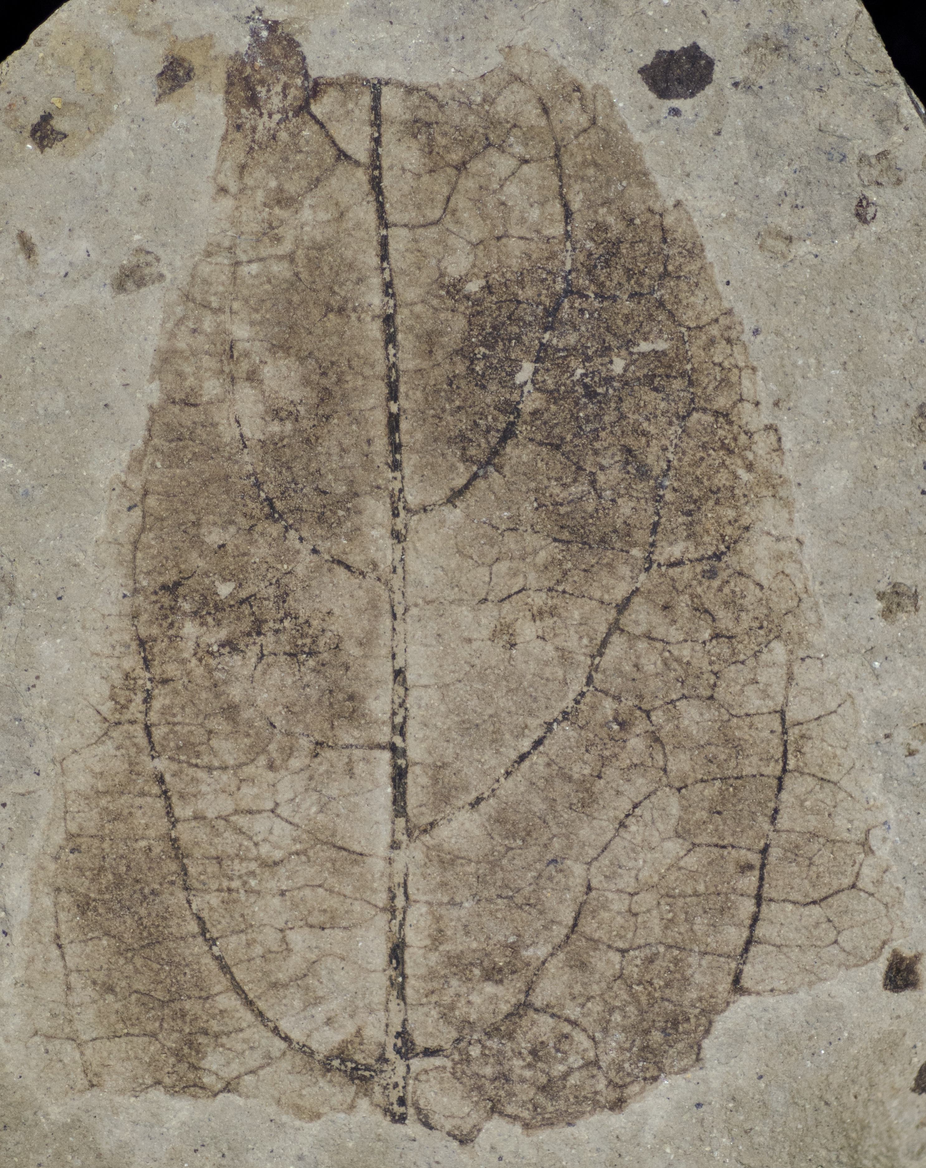 Sample 1 Image