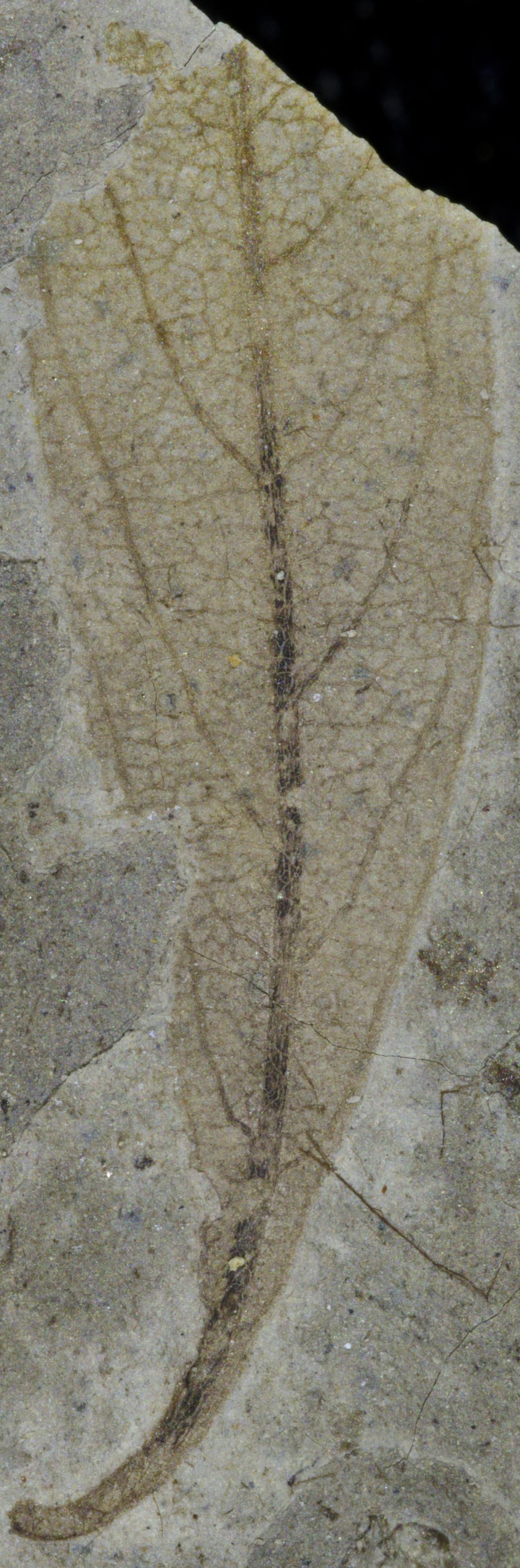 Fossil Image