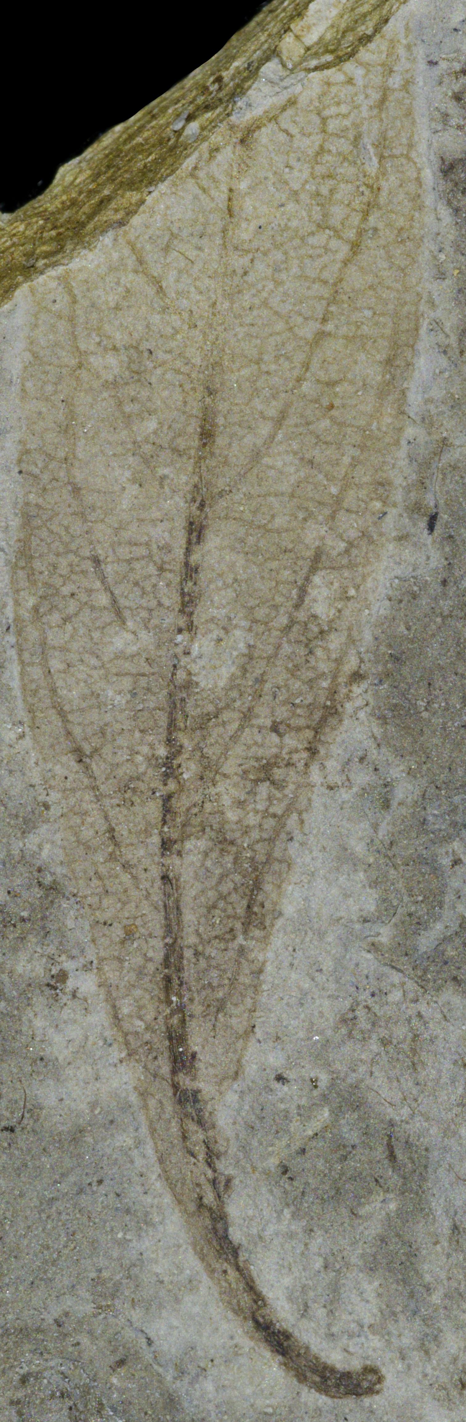 Fossil Image