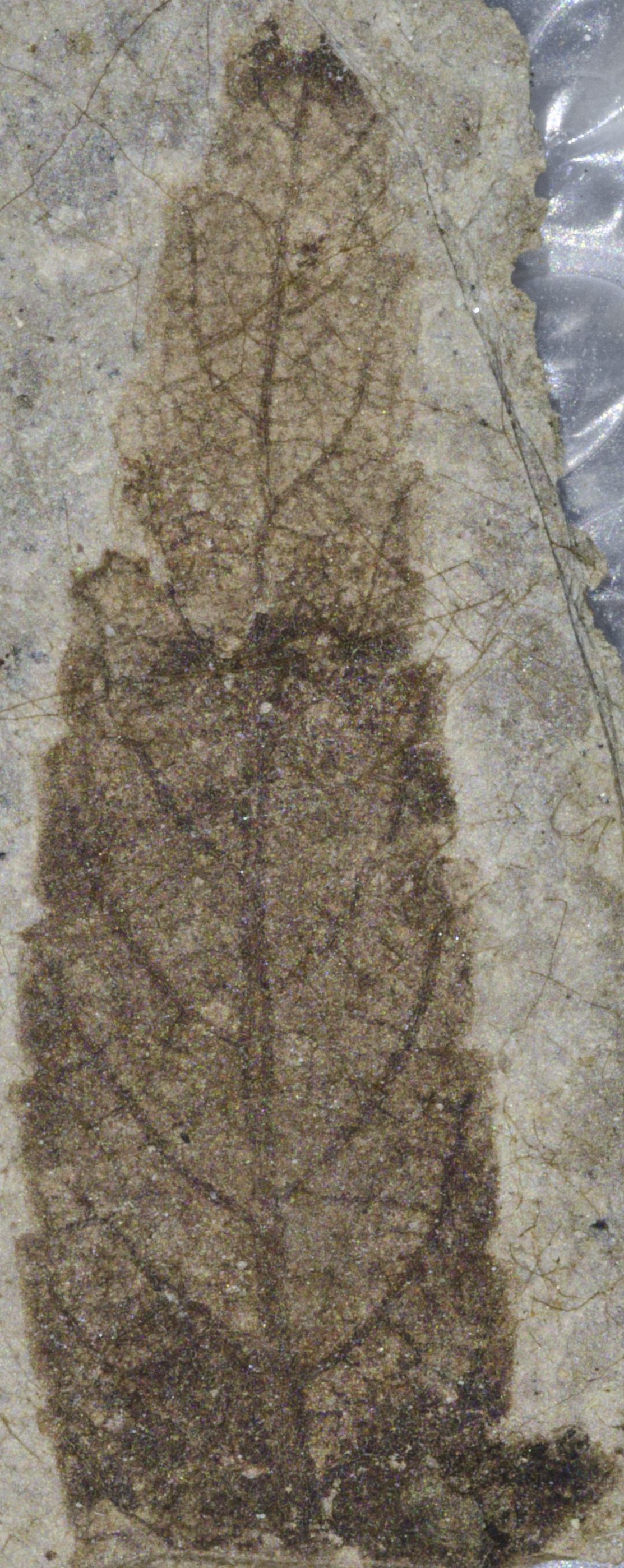 Fossil Image