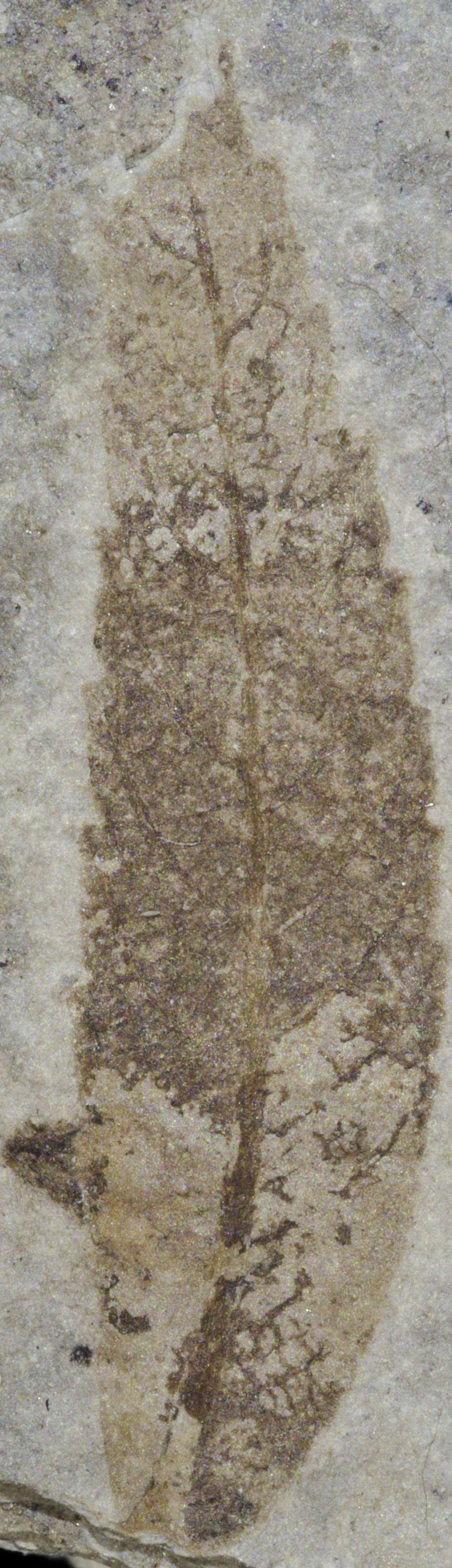 Fossil Image