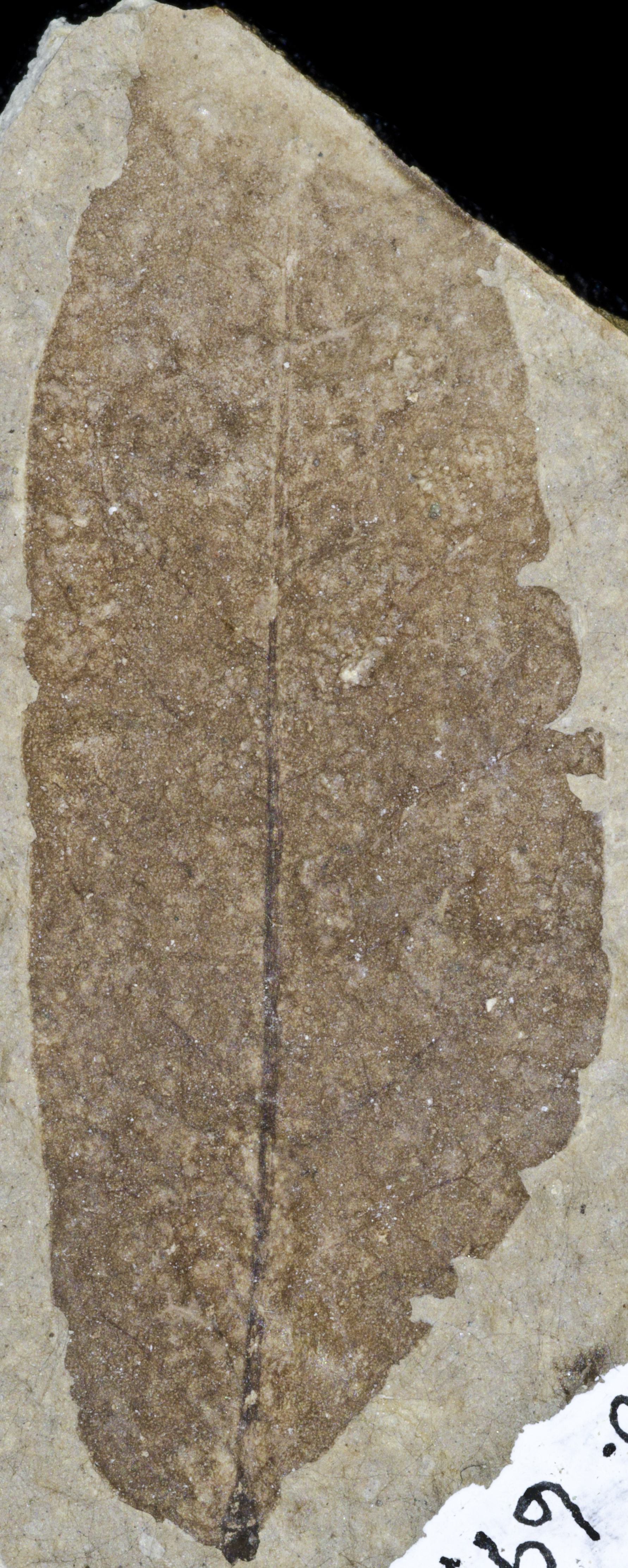 Fossil Image