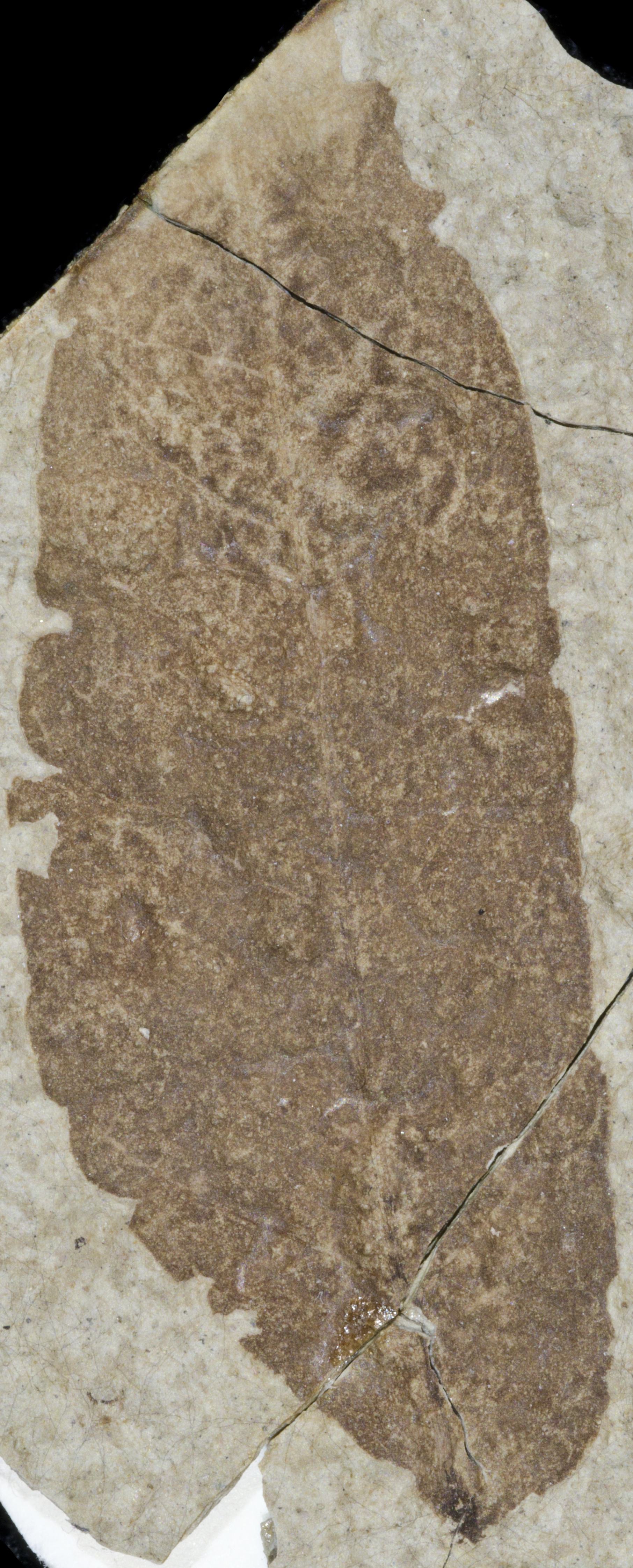 Fossil Image
