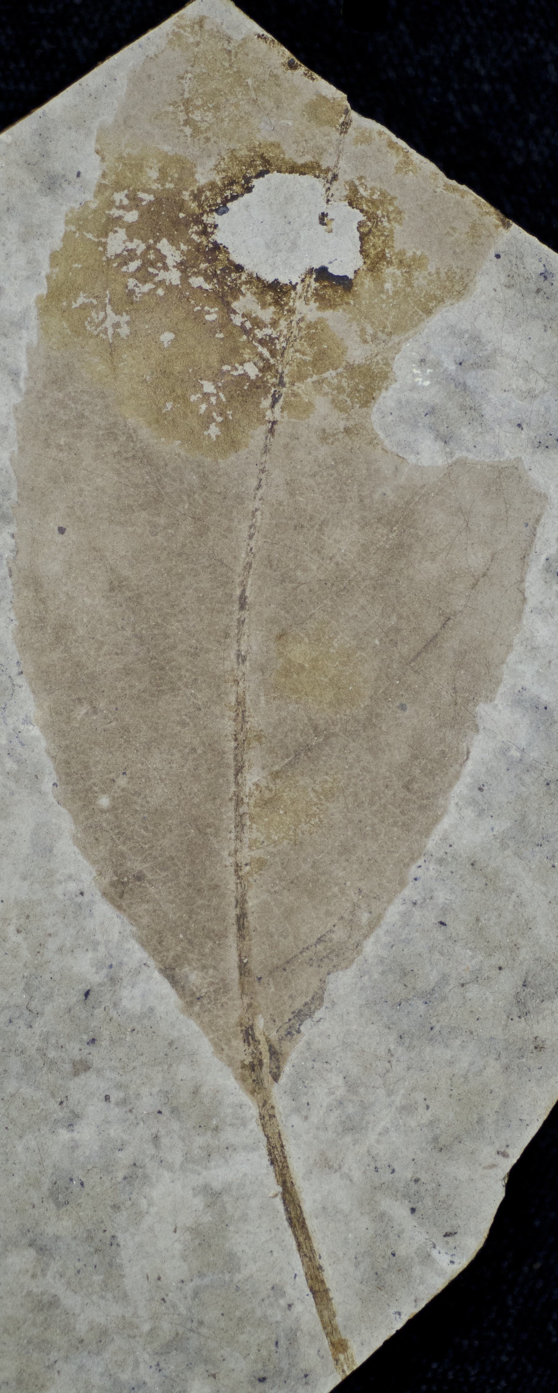 Fossil Image