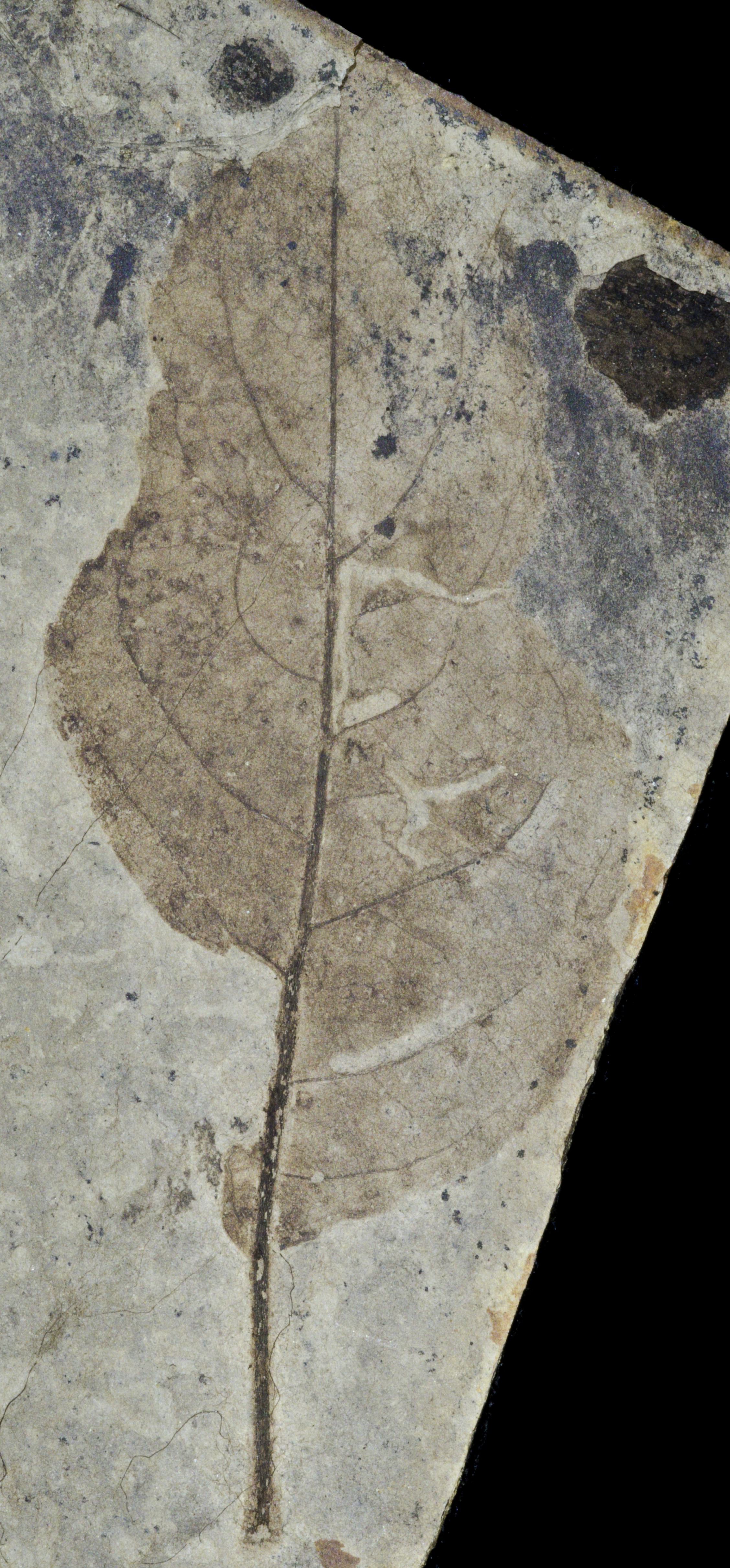 Fossil Image