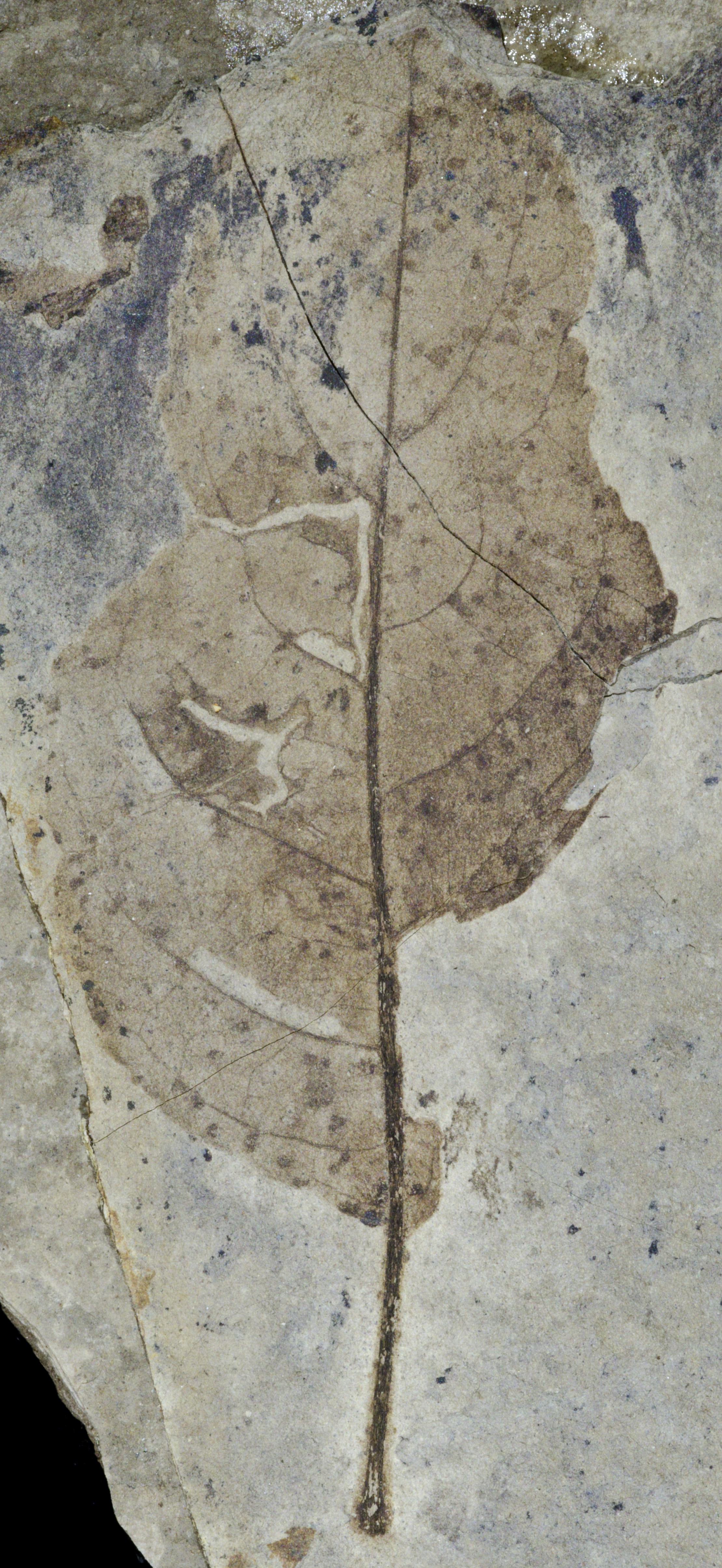 Fossil Image