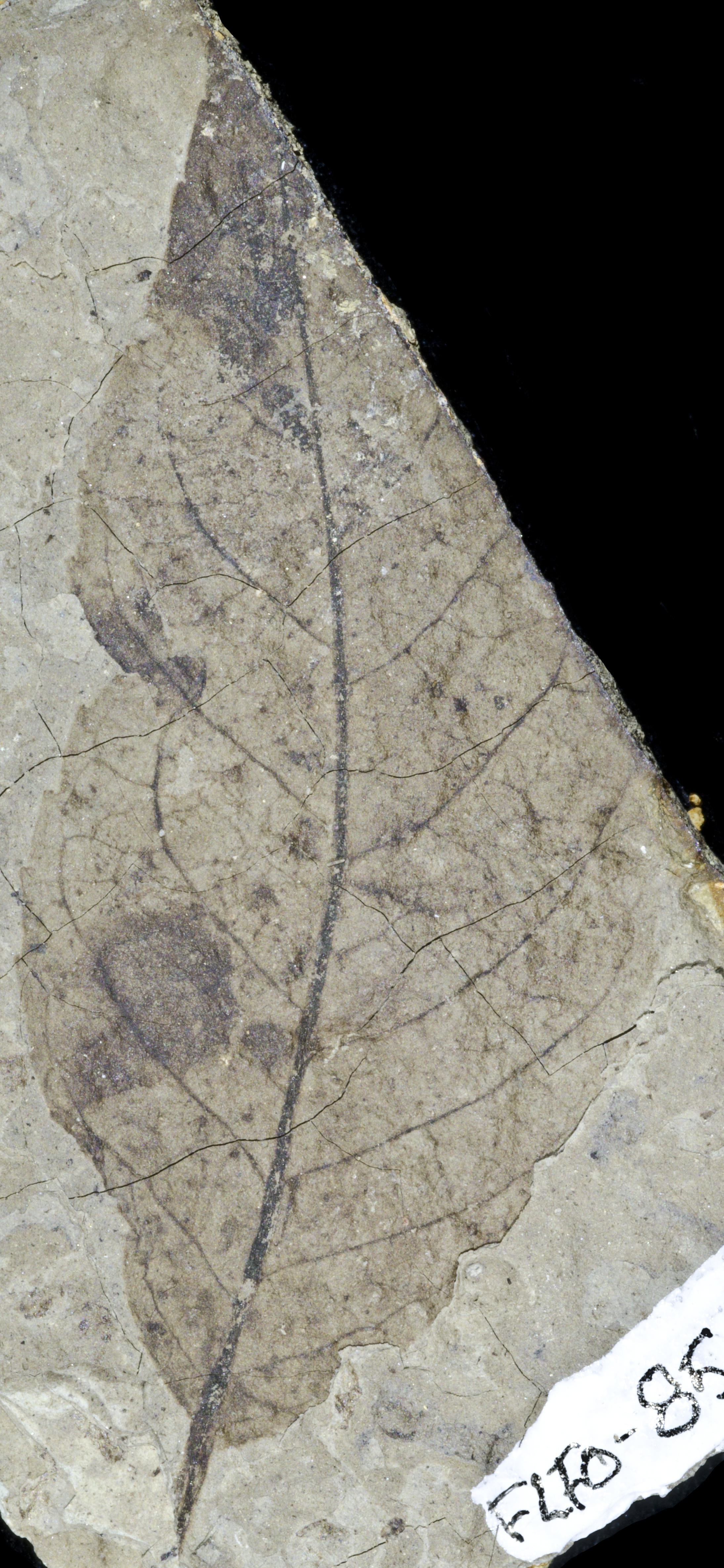 Fossil Image