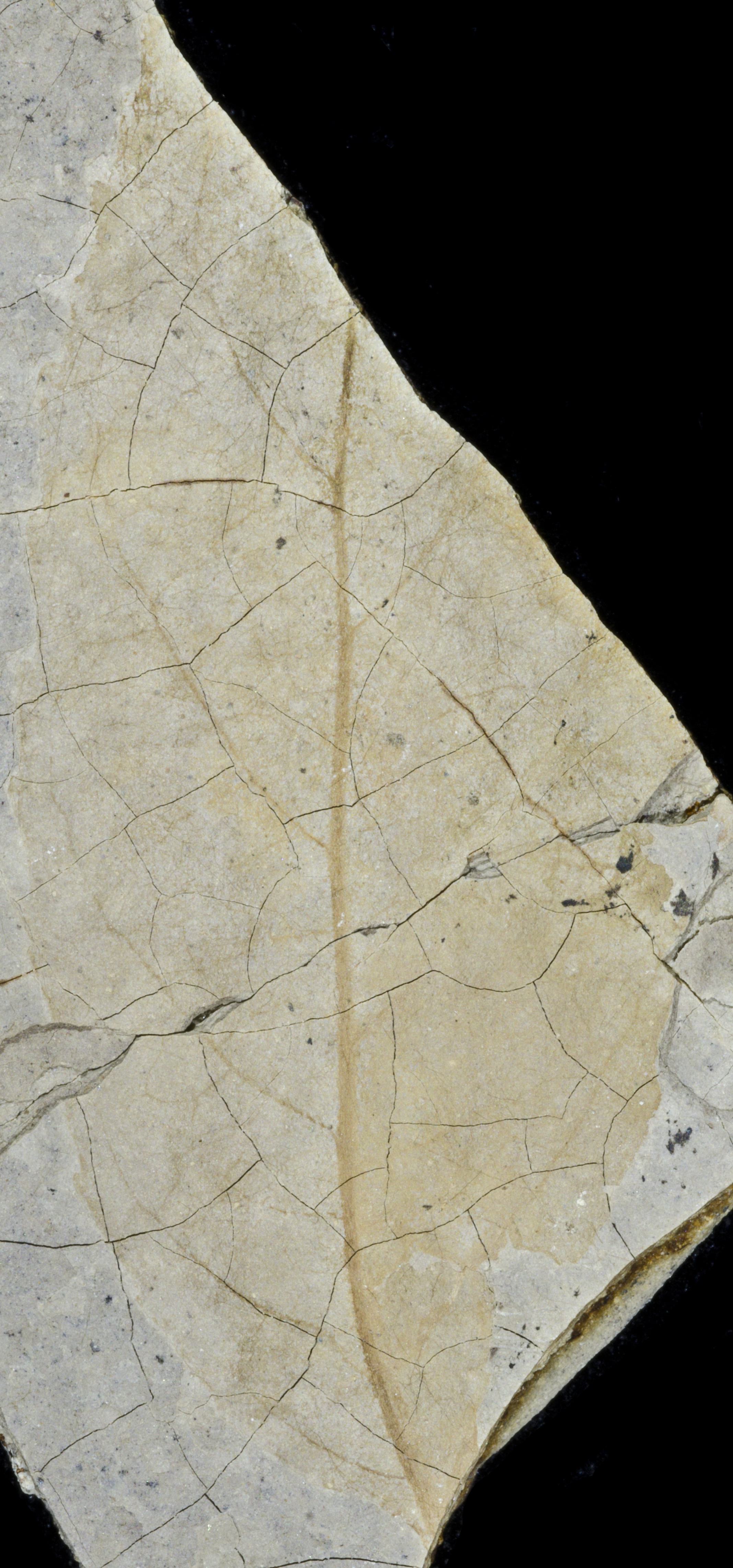 Sample 1 Image