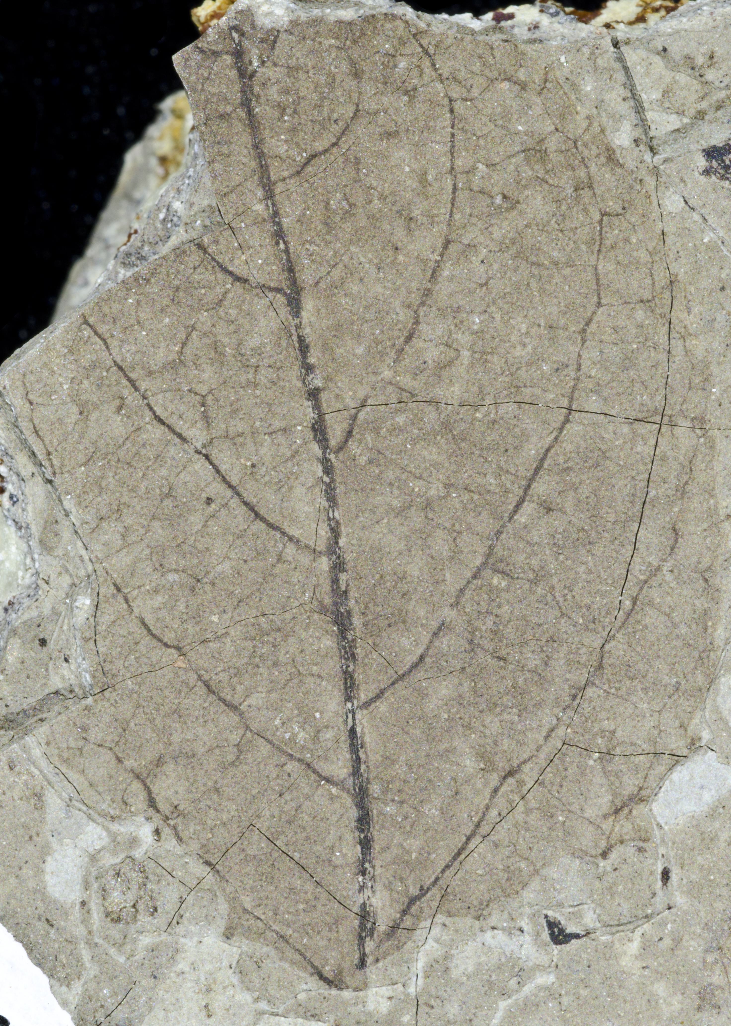 Sample 1 Image