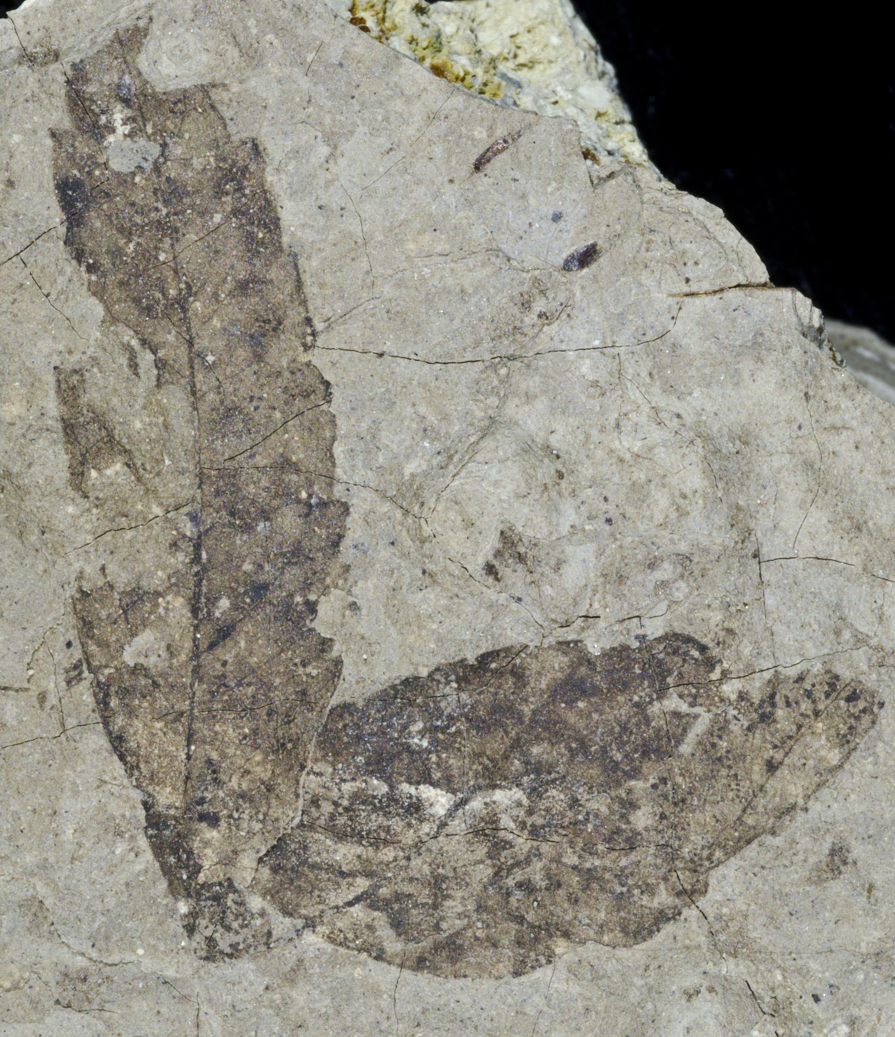 Fossil Image