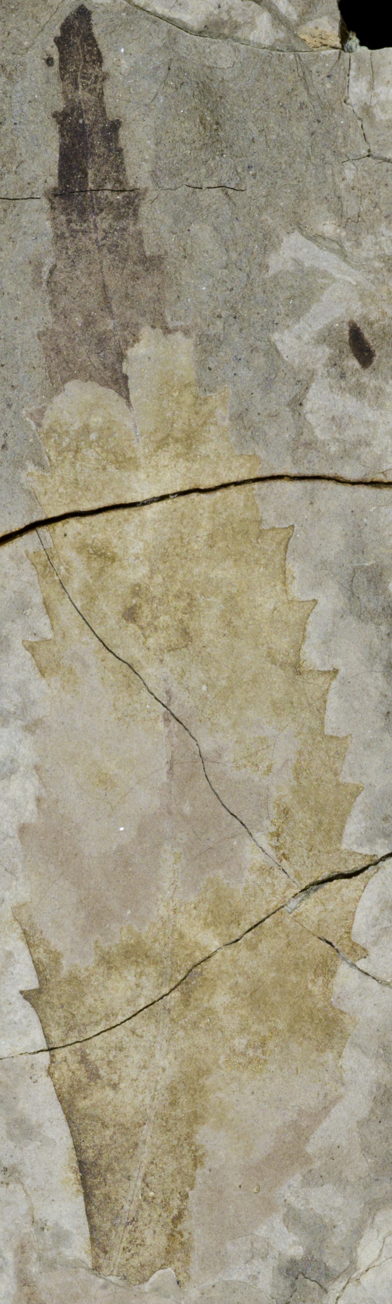 Fossil Image