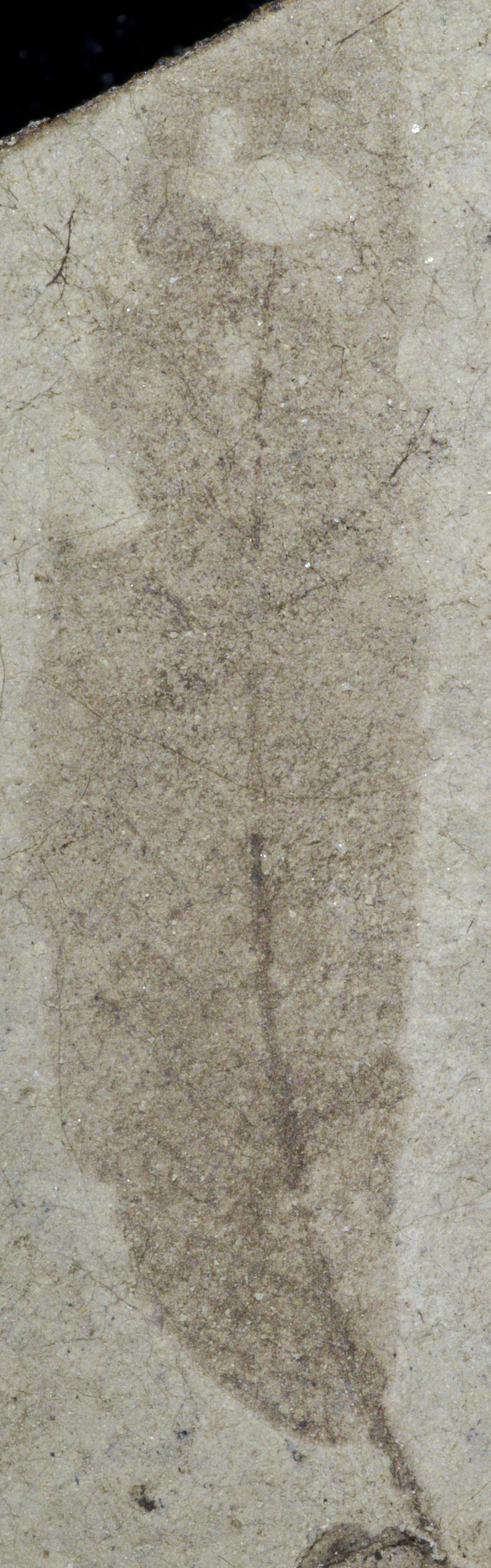 Fossil Image