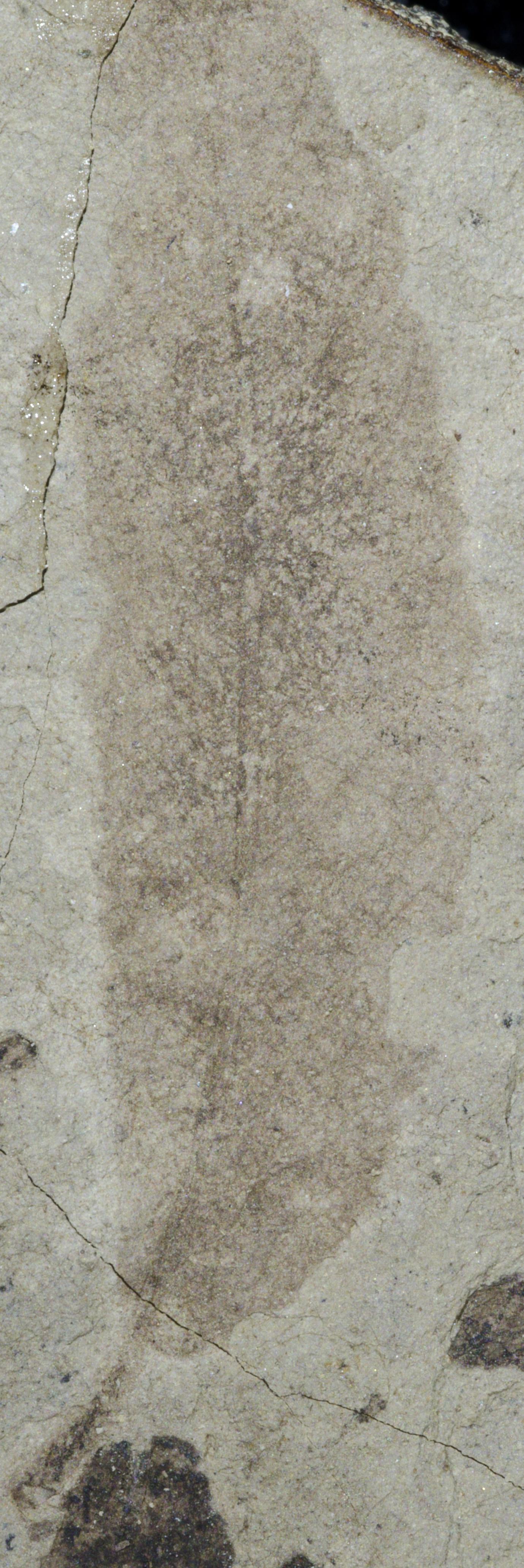 Fossil Image