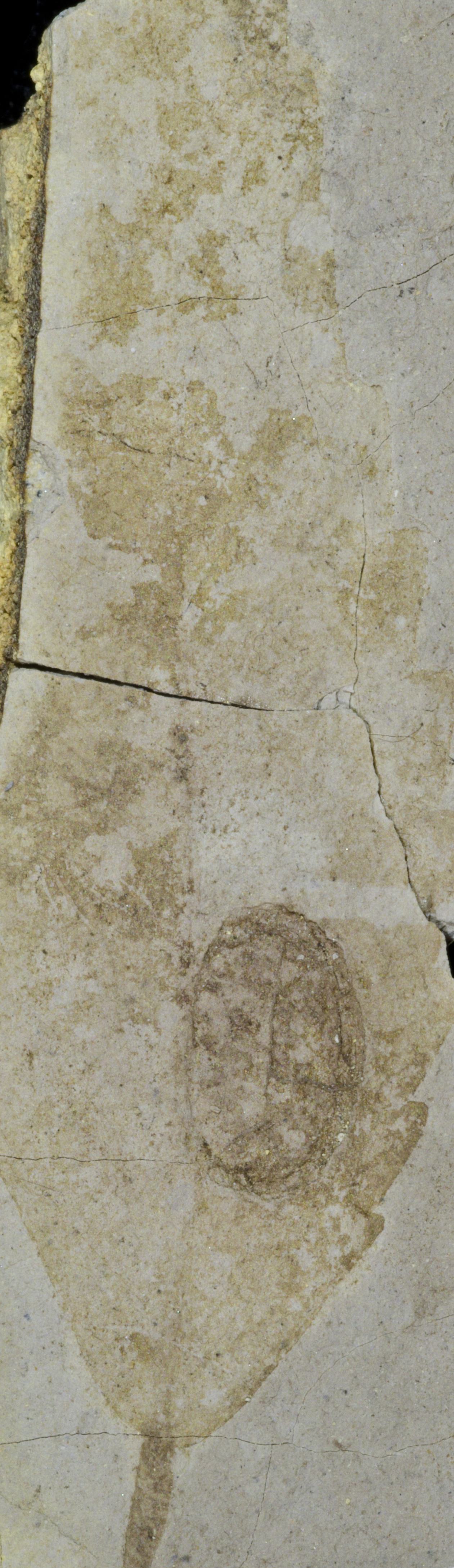 Sample 1 Image