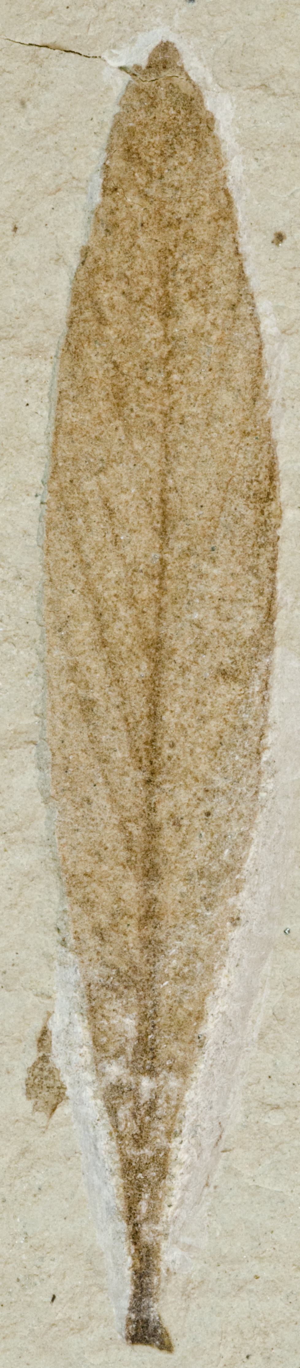 Fossil Image
