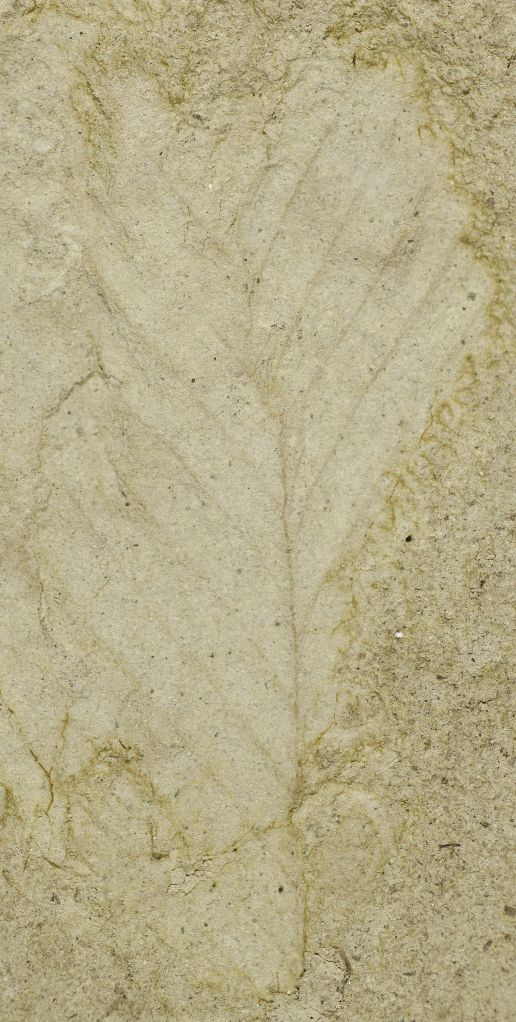 Fossil Image