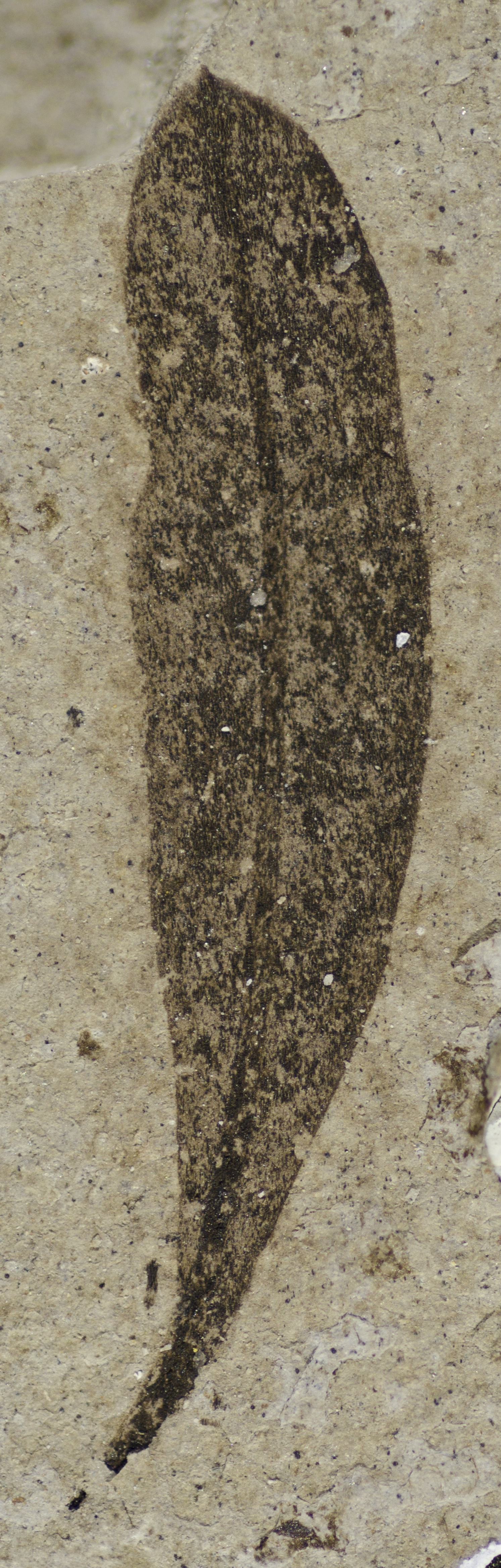 Fossil Image