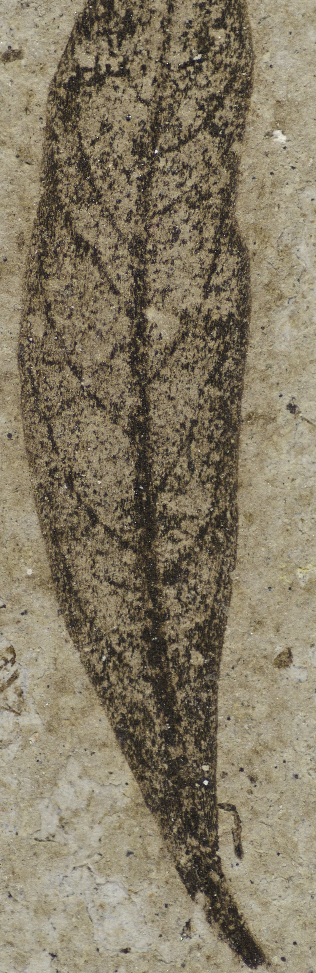 Fossil Image