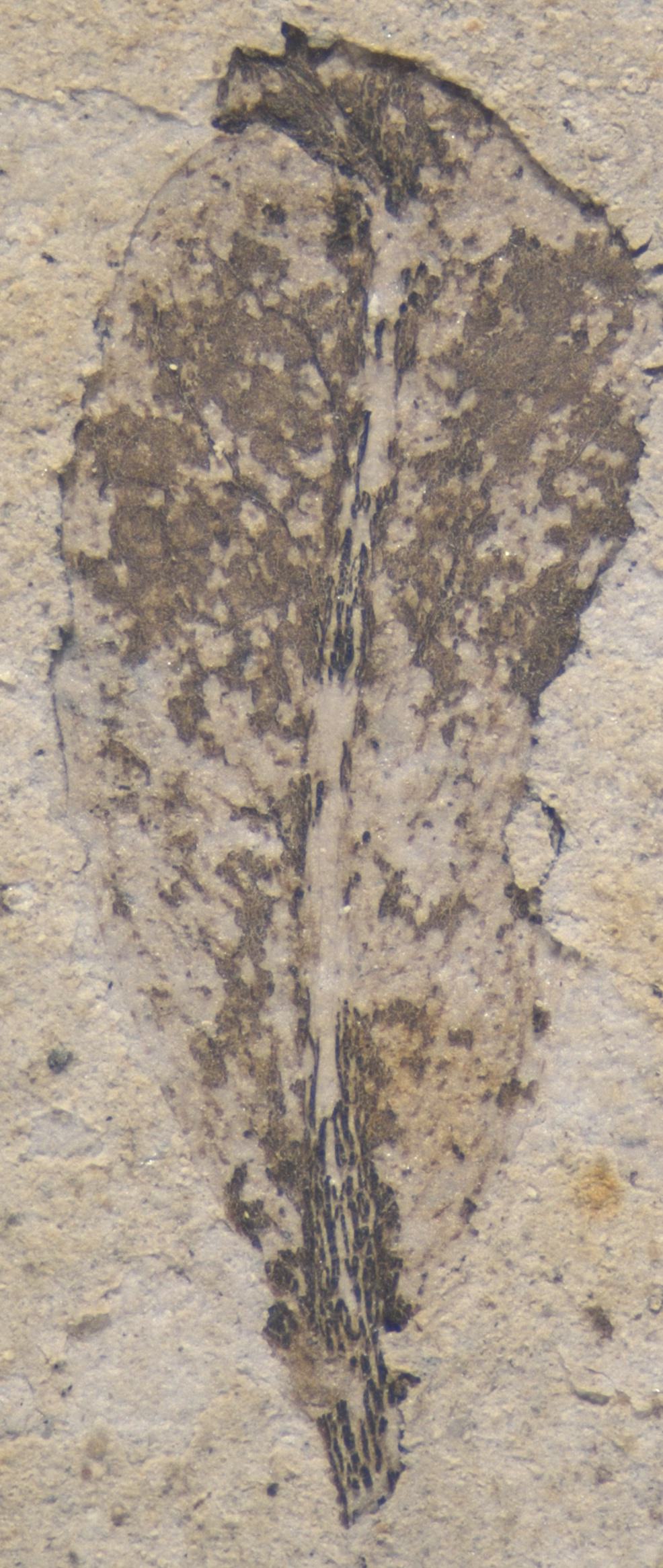 Fossil Image