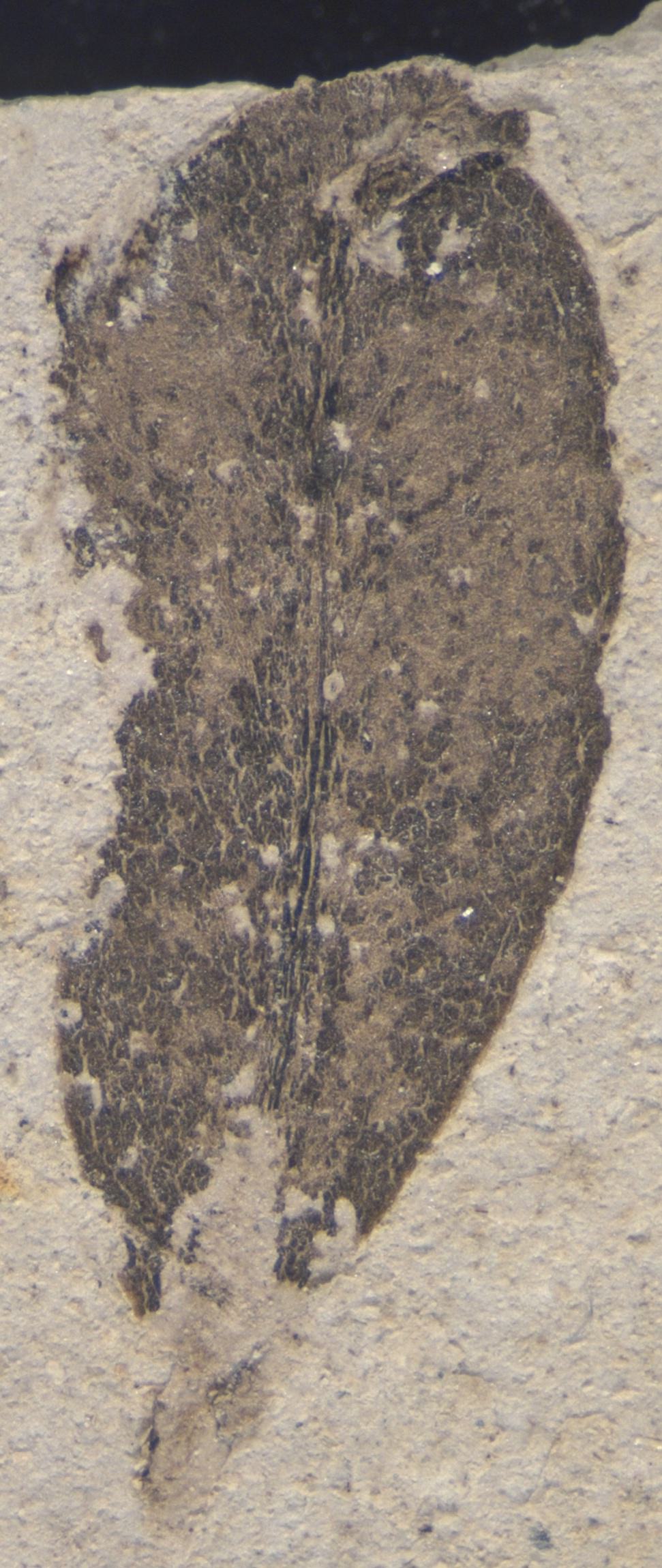 Fossil Image