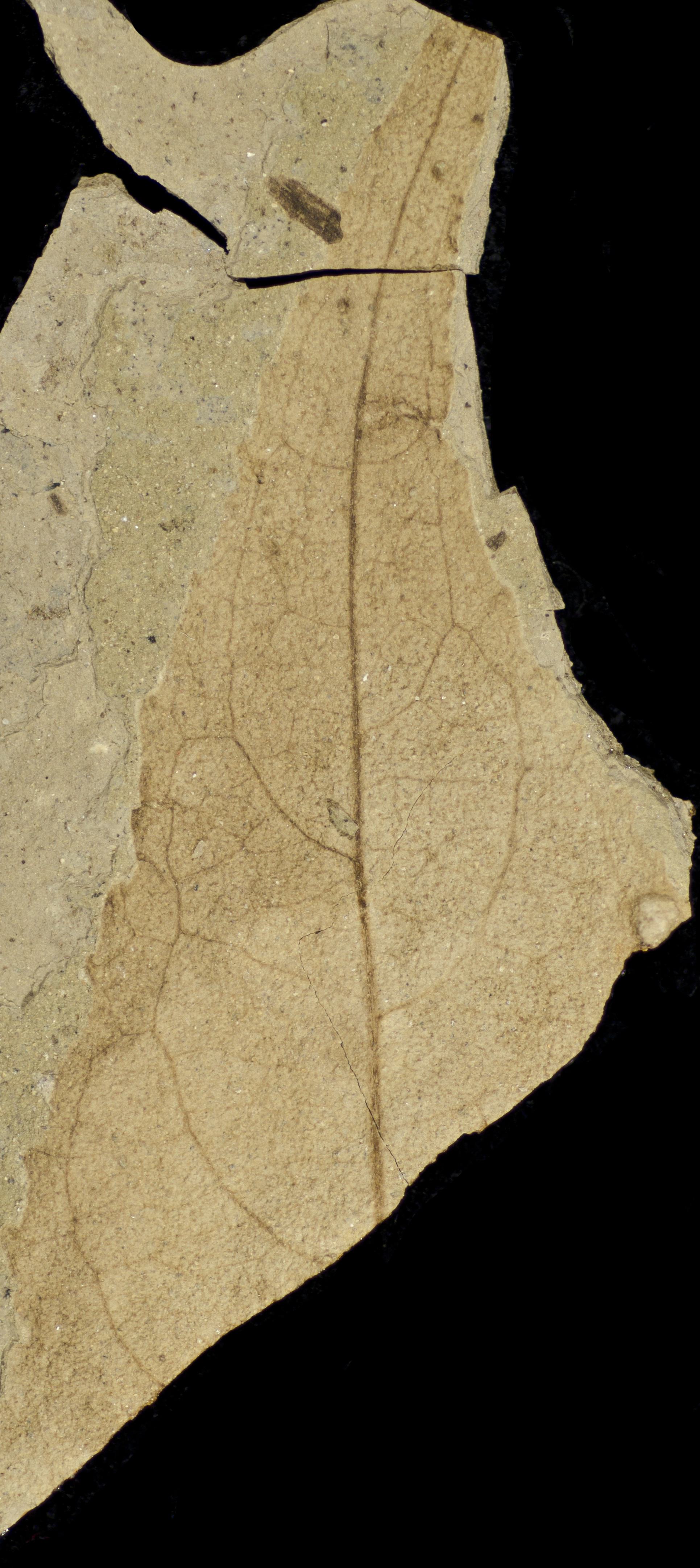 Sample 1 Image