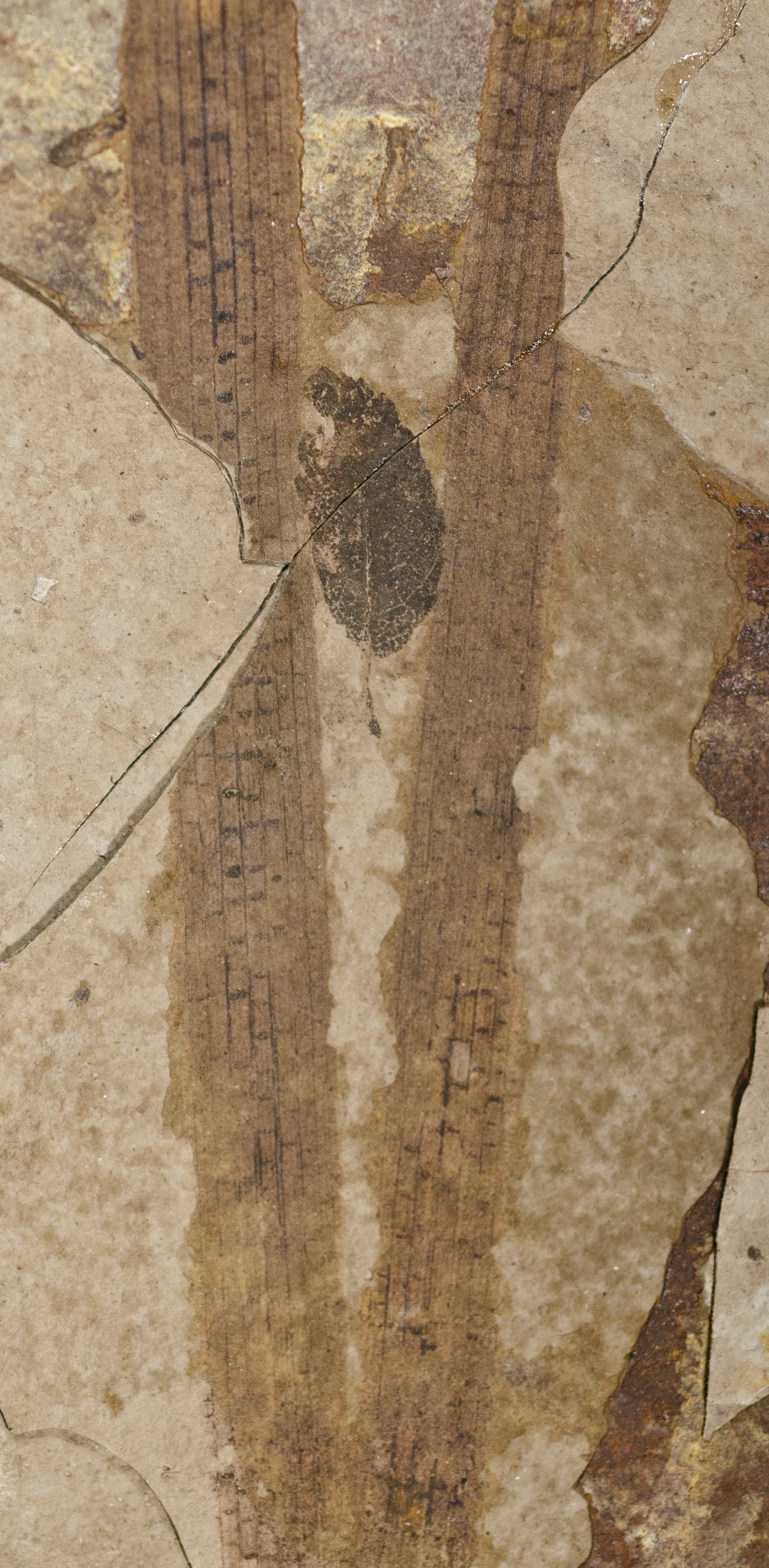 Sample 1 Image