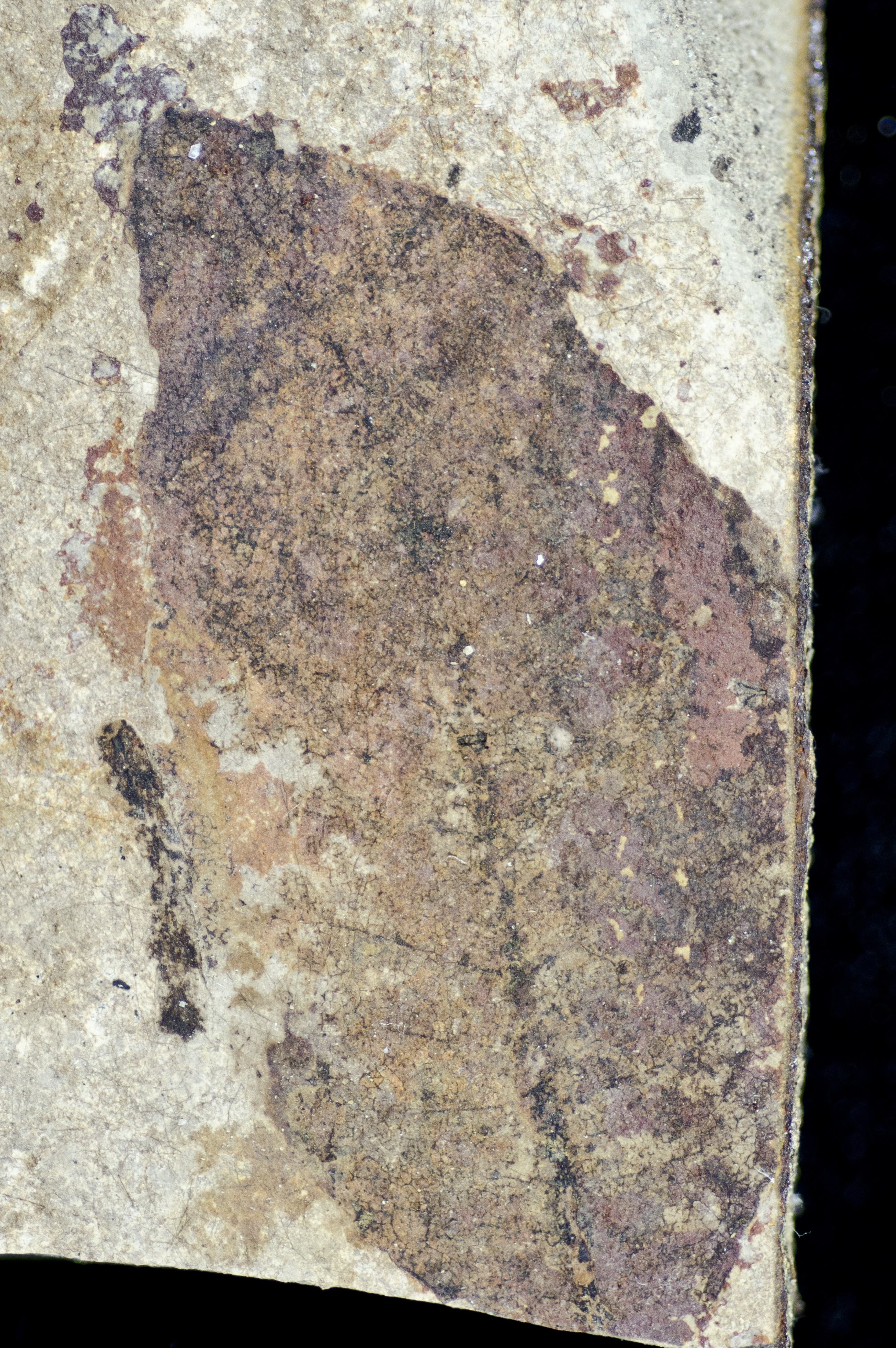 Sample 1 Image