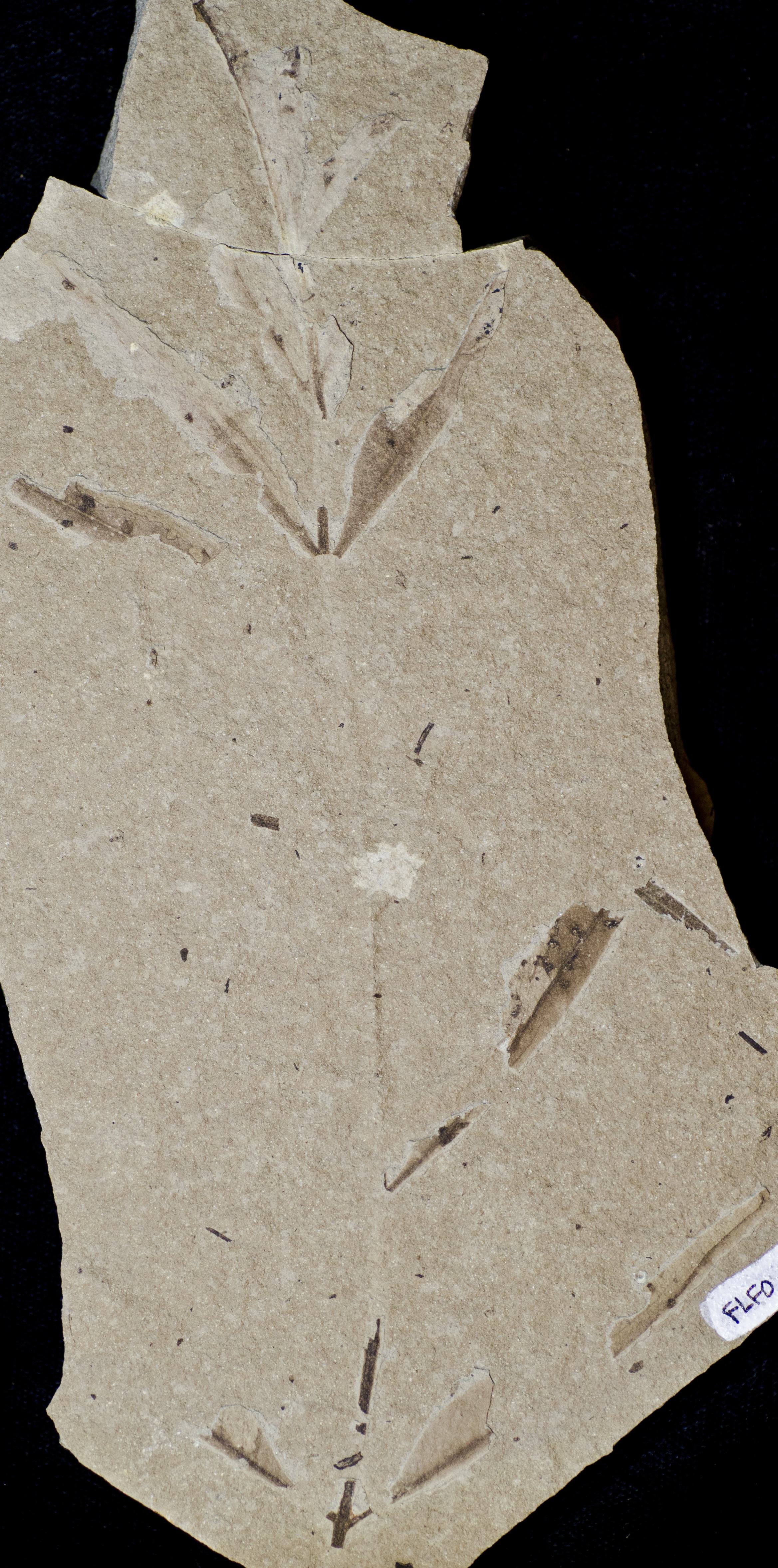 Sample 1 Image