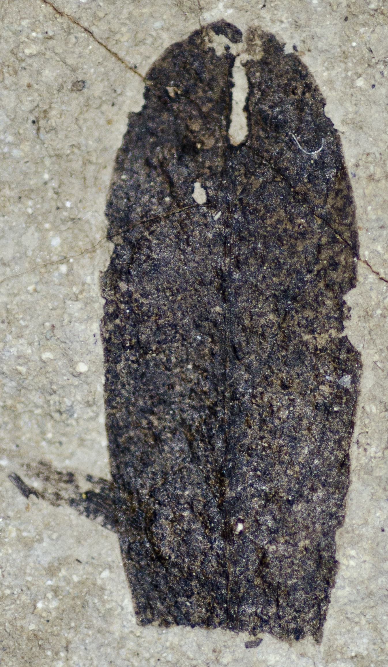 Sample 1 Image