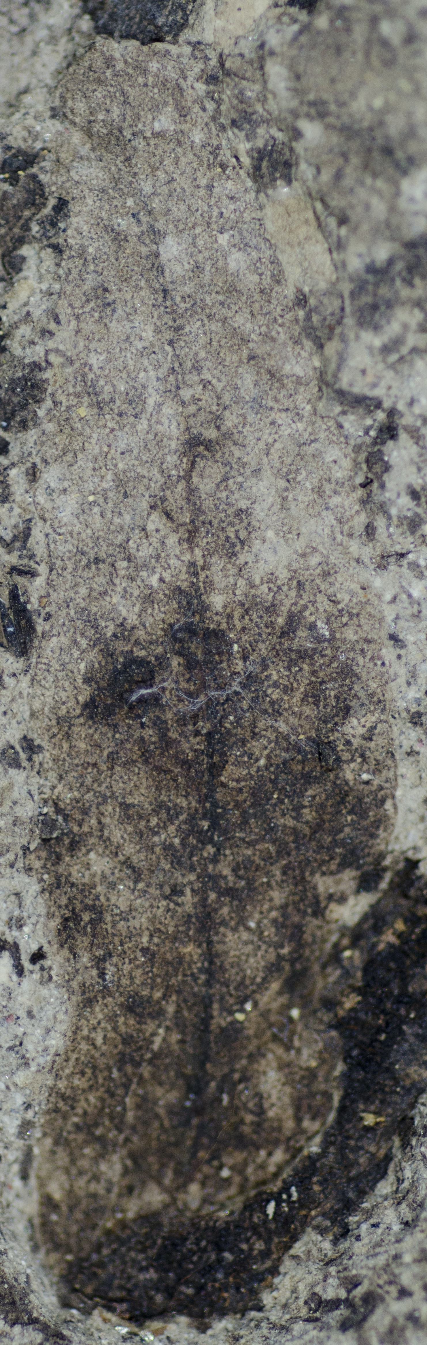 Sample 1 Image