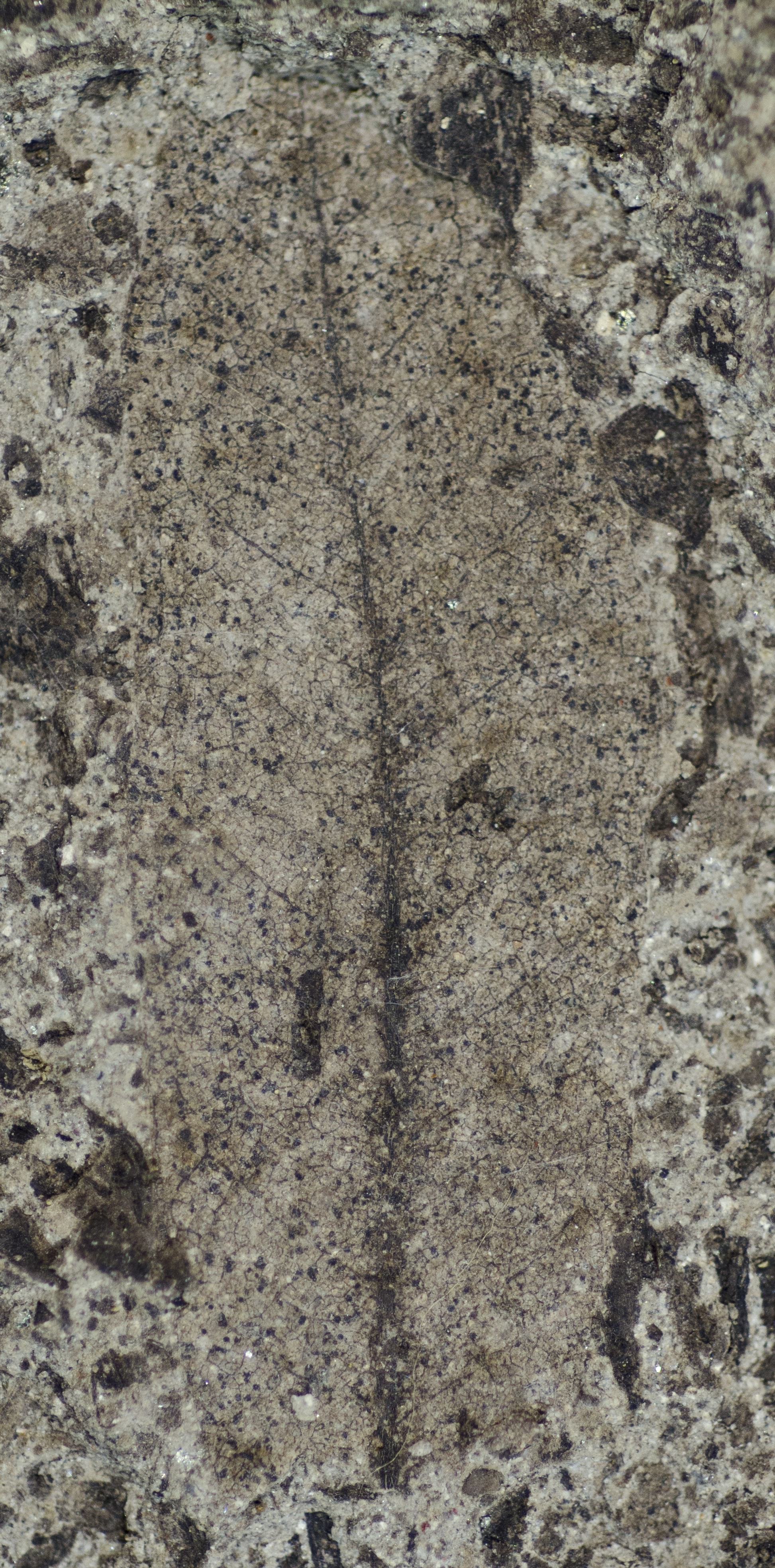 Fossil Image