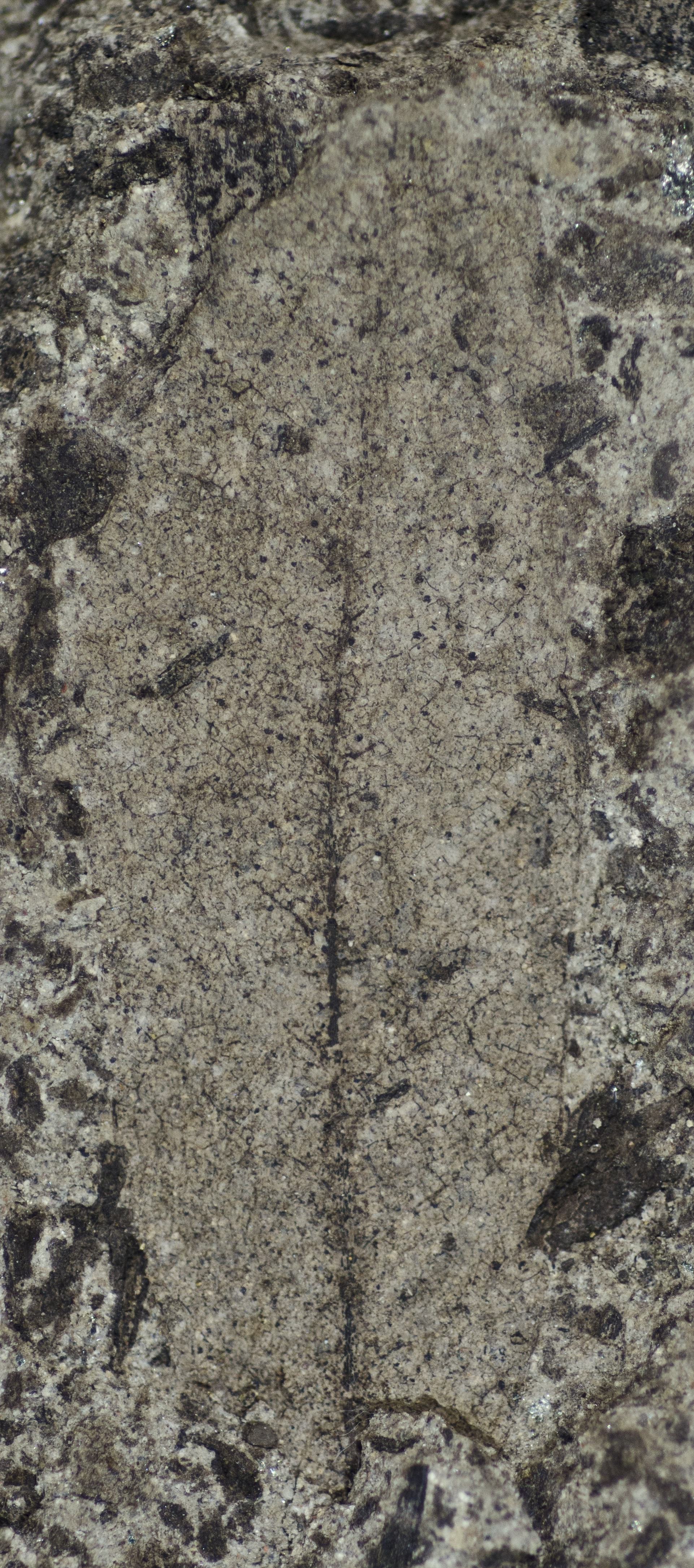 Sample 1 Image
