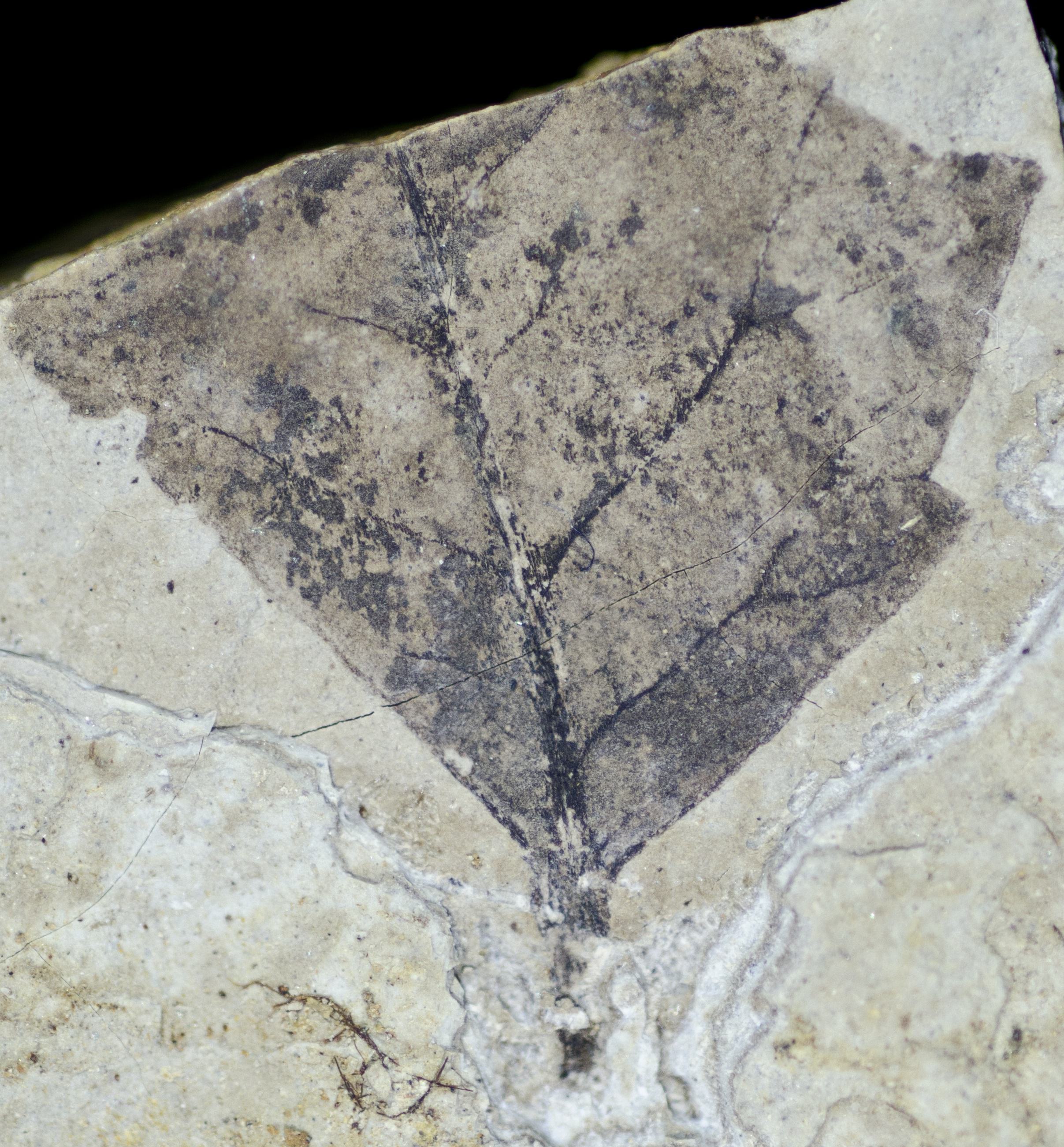 Sample 1 Image