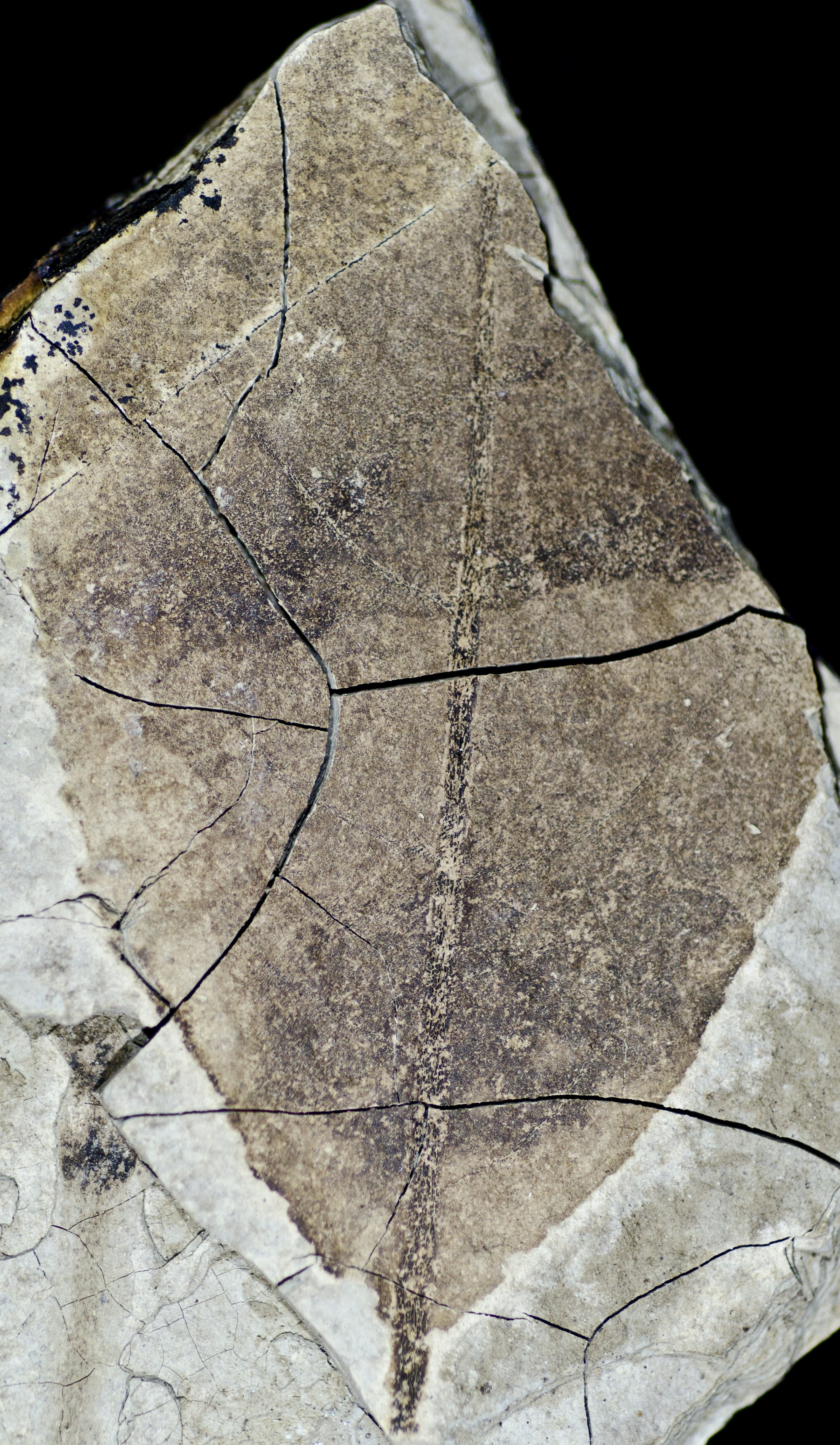 Sample 1 Image