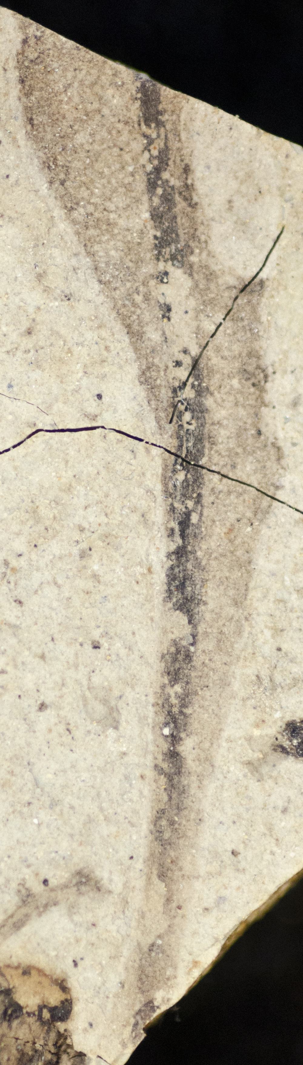 Sample 1 Image