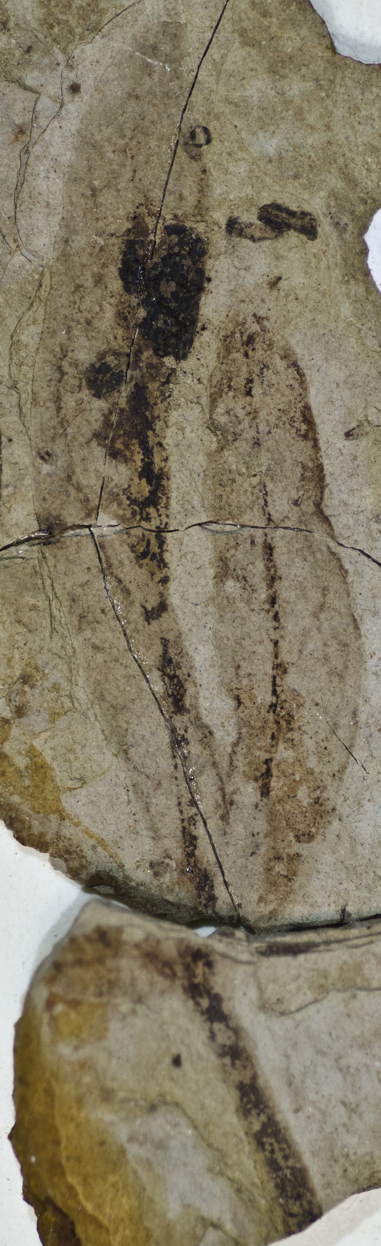 Sample 1 Image