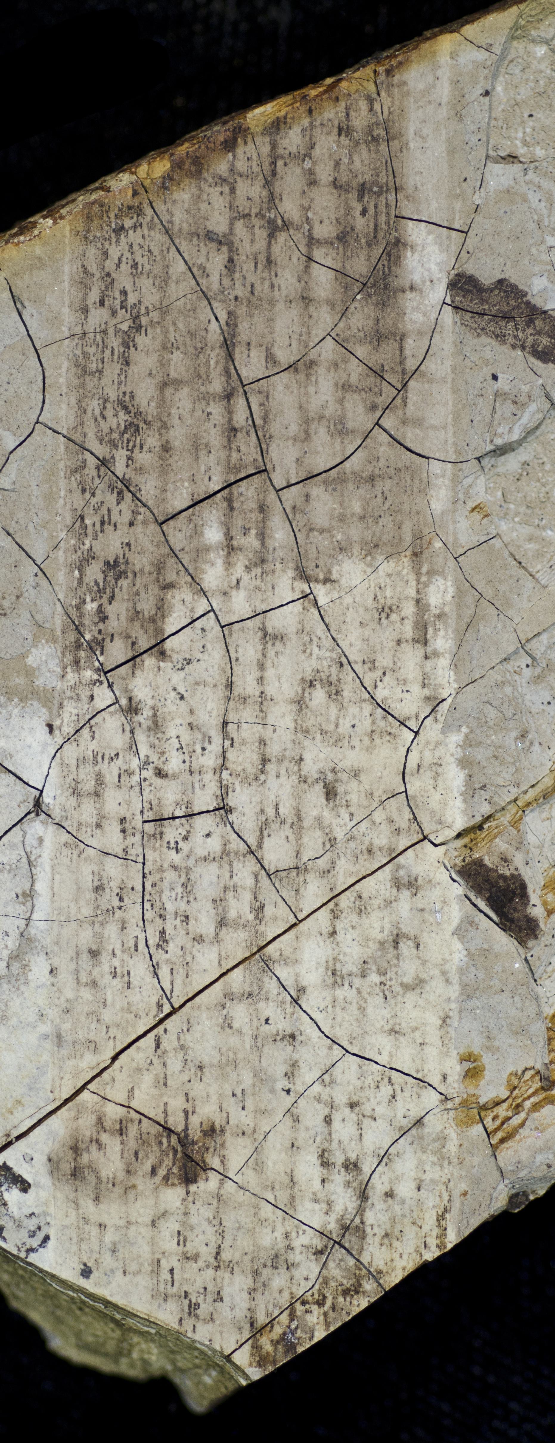 Sample 1 Image
